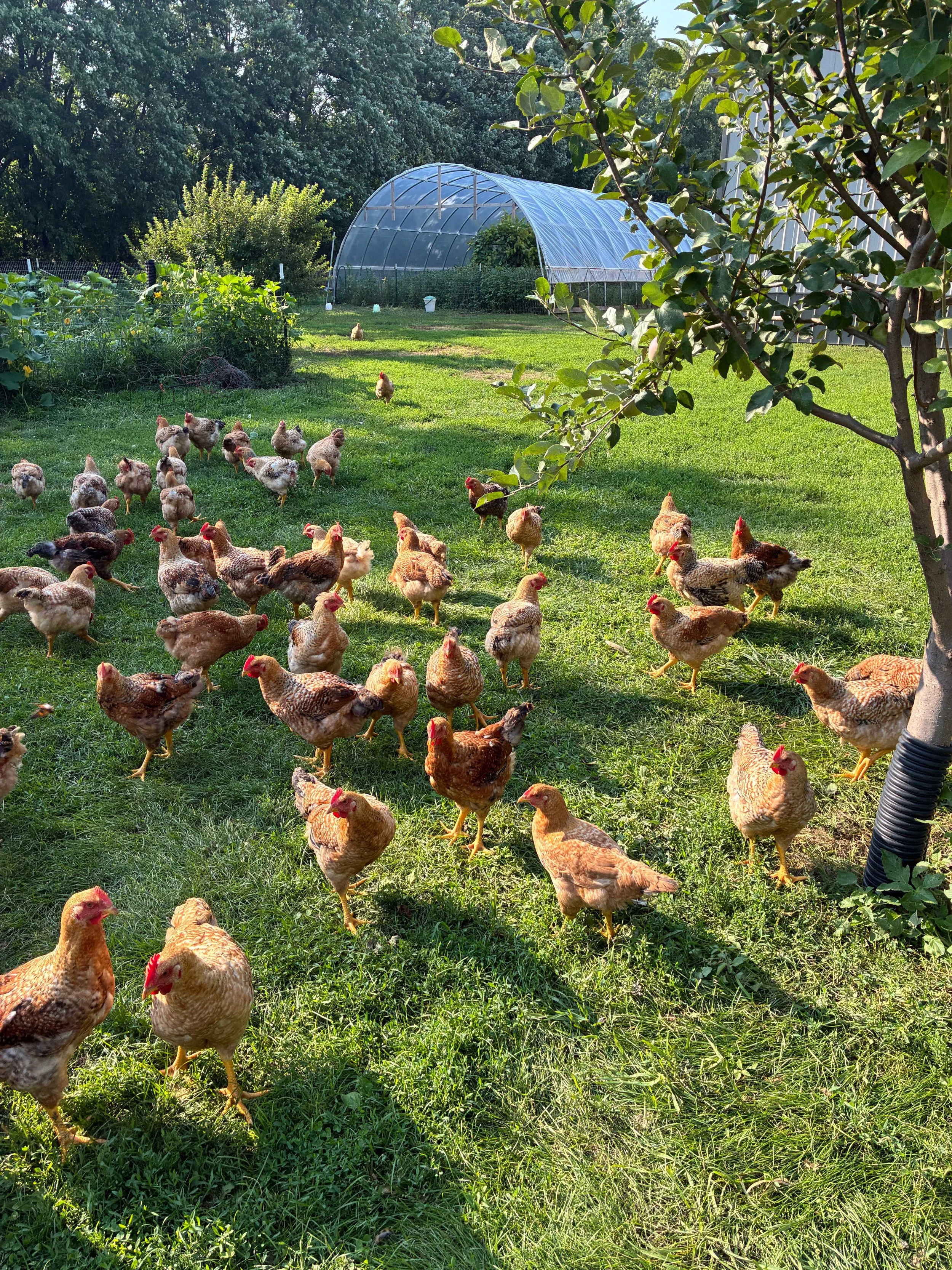 broiler chickens roaming