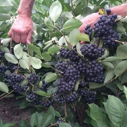 Aronia berries (2).jpg