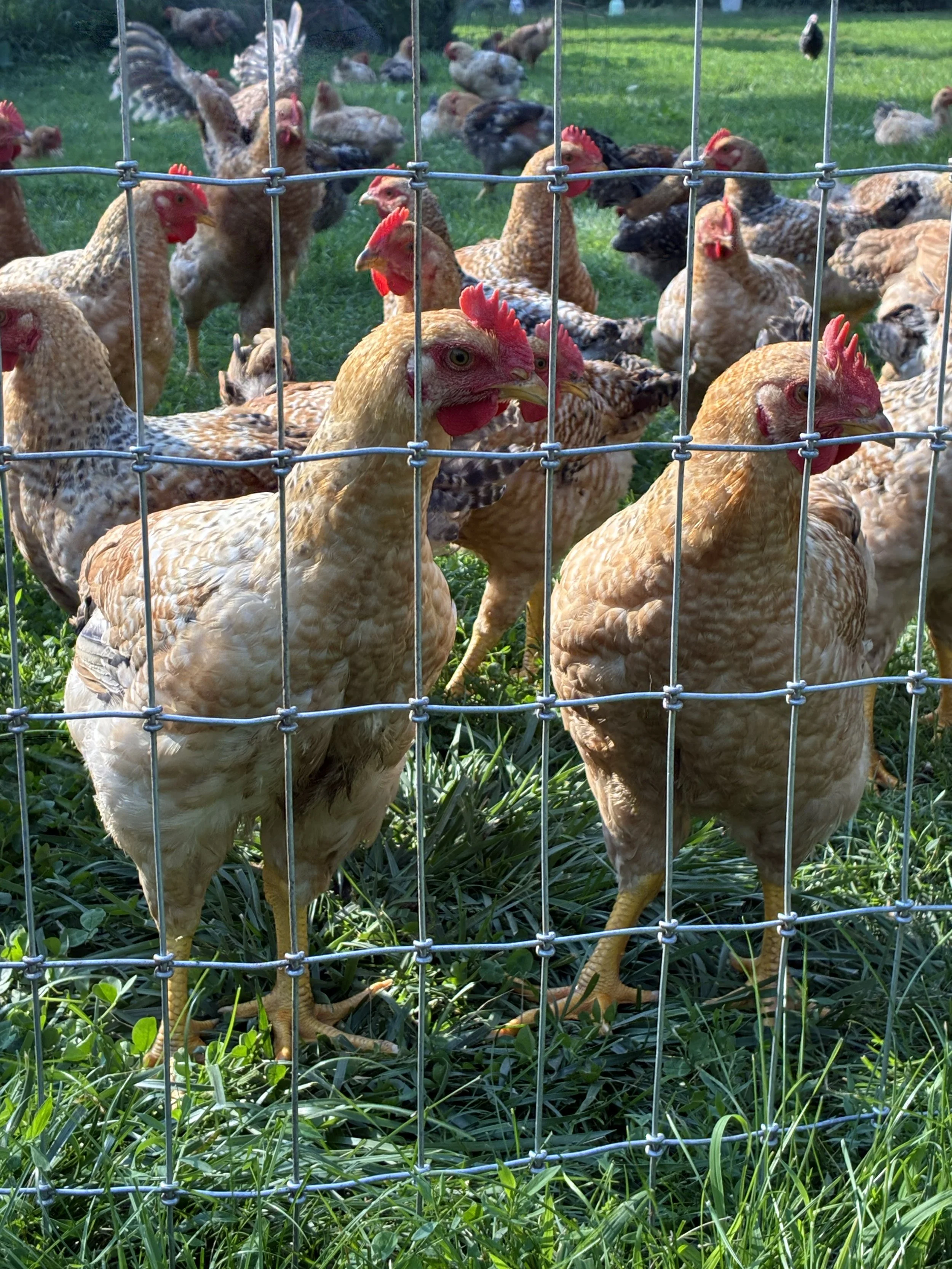 broiler chickens on grass