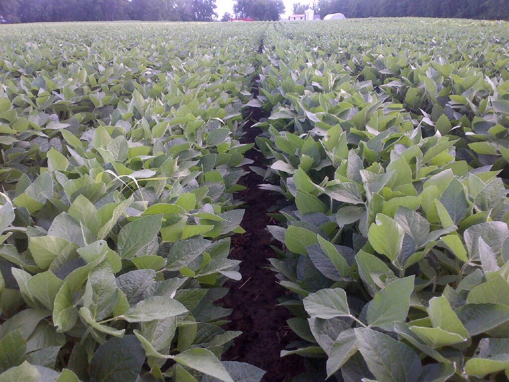 soybean field