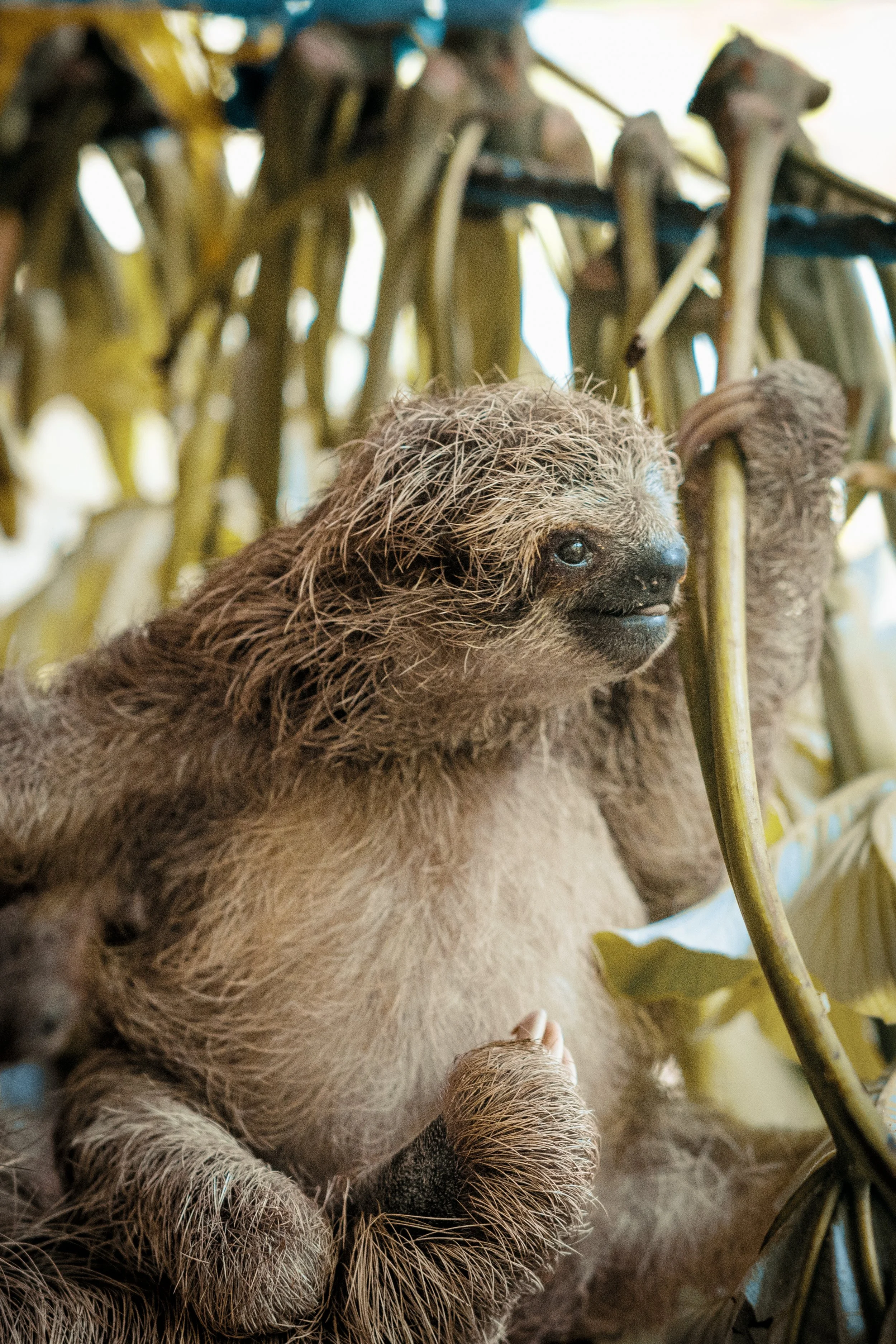 IMG_sloth.jpg