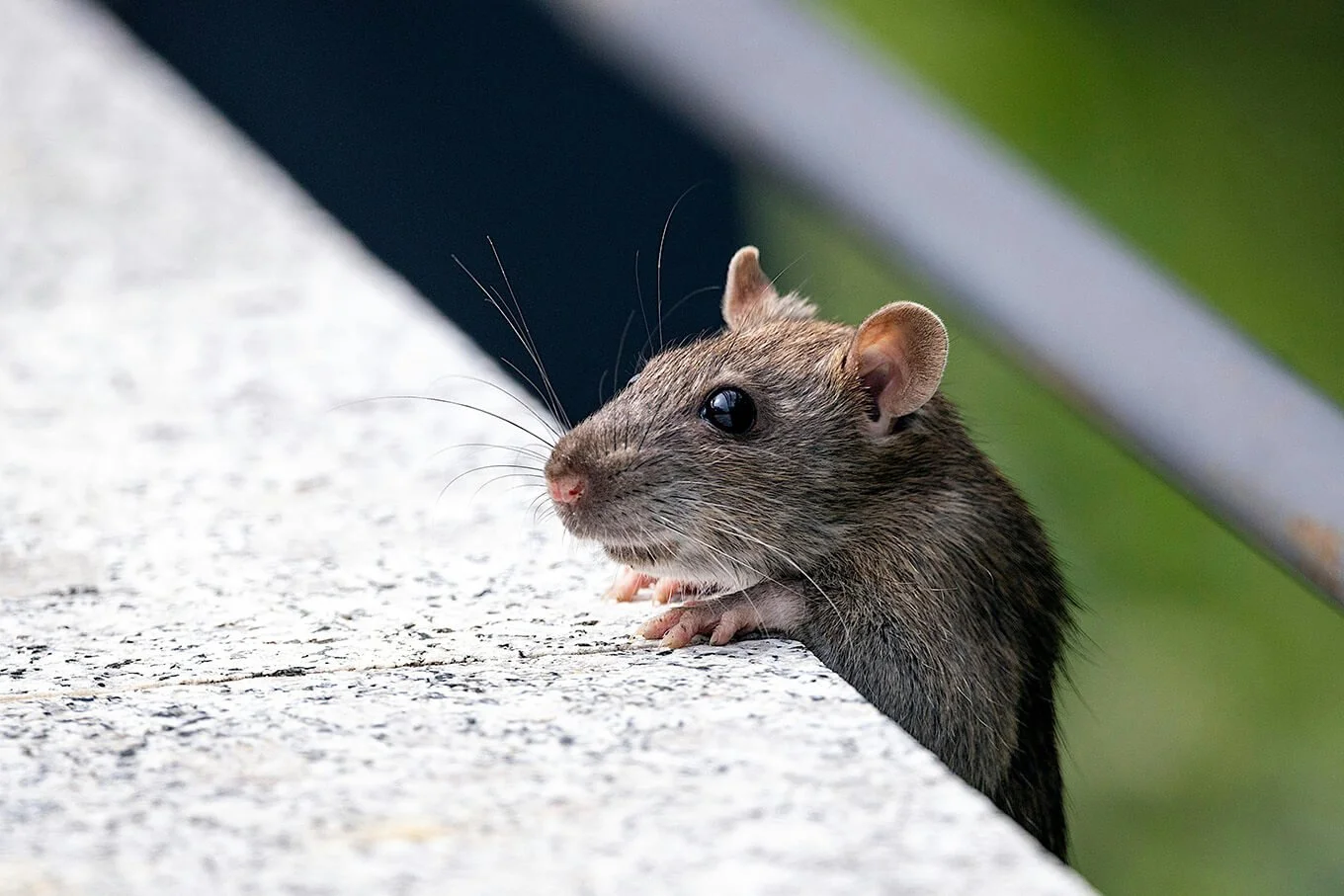 Close-up of a small rodent with gray-brown fur peeking over the edge of a concrete surface.