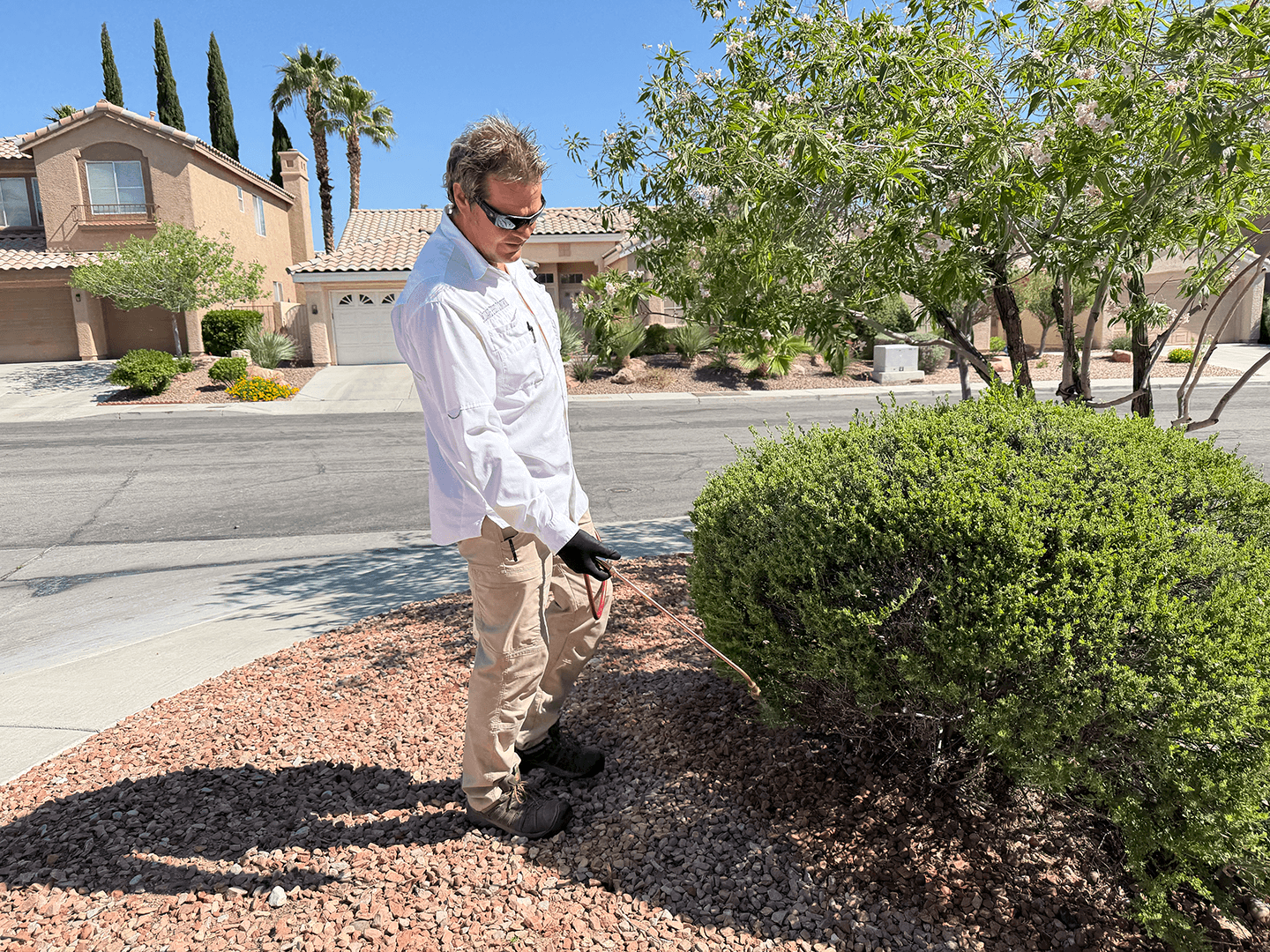 A man in white shirt, khaki pants, and sunglasses is using a tool to tend to a shrub in a front yard with a gravel bed and a flowering tree, in a suburban neighborhood with houses and palm trees in the background on a sunny day.