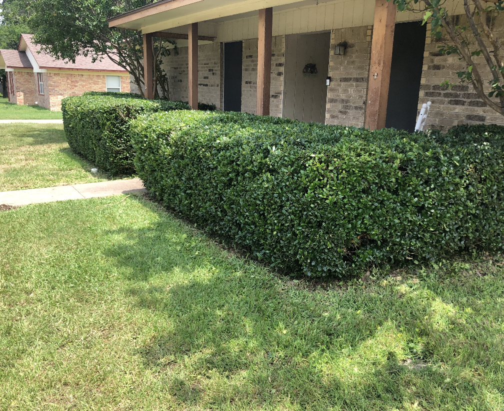 Trimmed Shrubs in Waco Texas