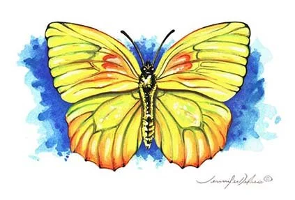 Title: Orange-Barred Sulphur
Mediume: Gouache