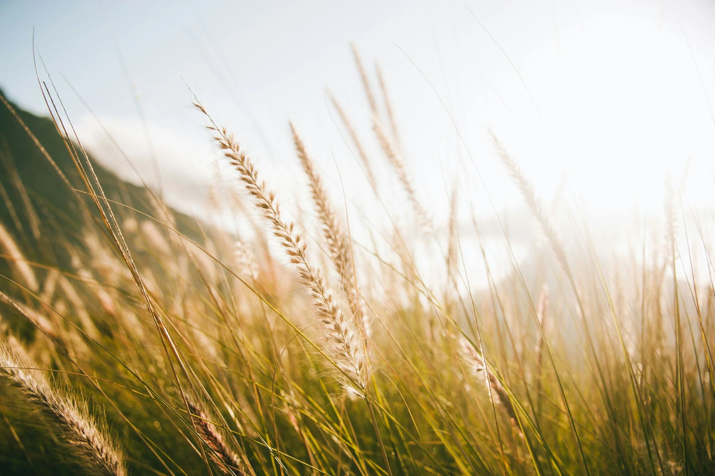 Close-up of tall, dry grass or wheat stalks in a field, backlit by bright sunlight
