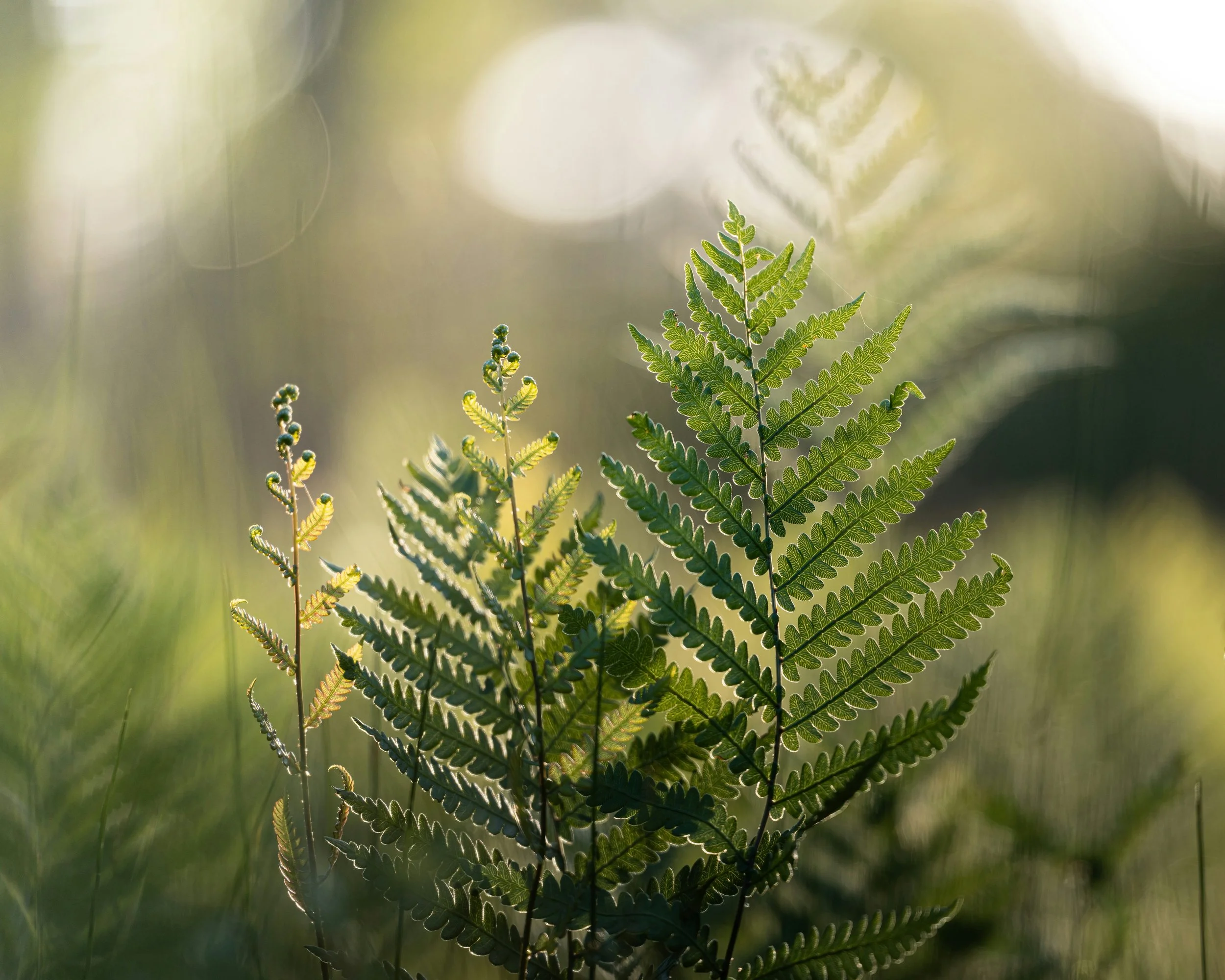 Close-up of green fern leaves with sunlight in the background.