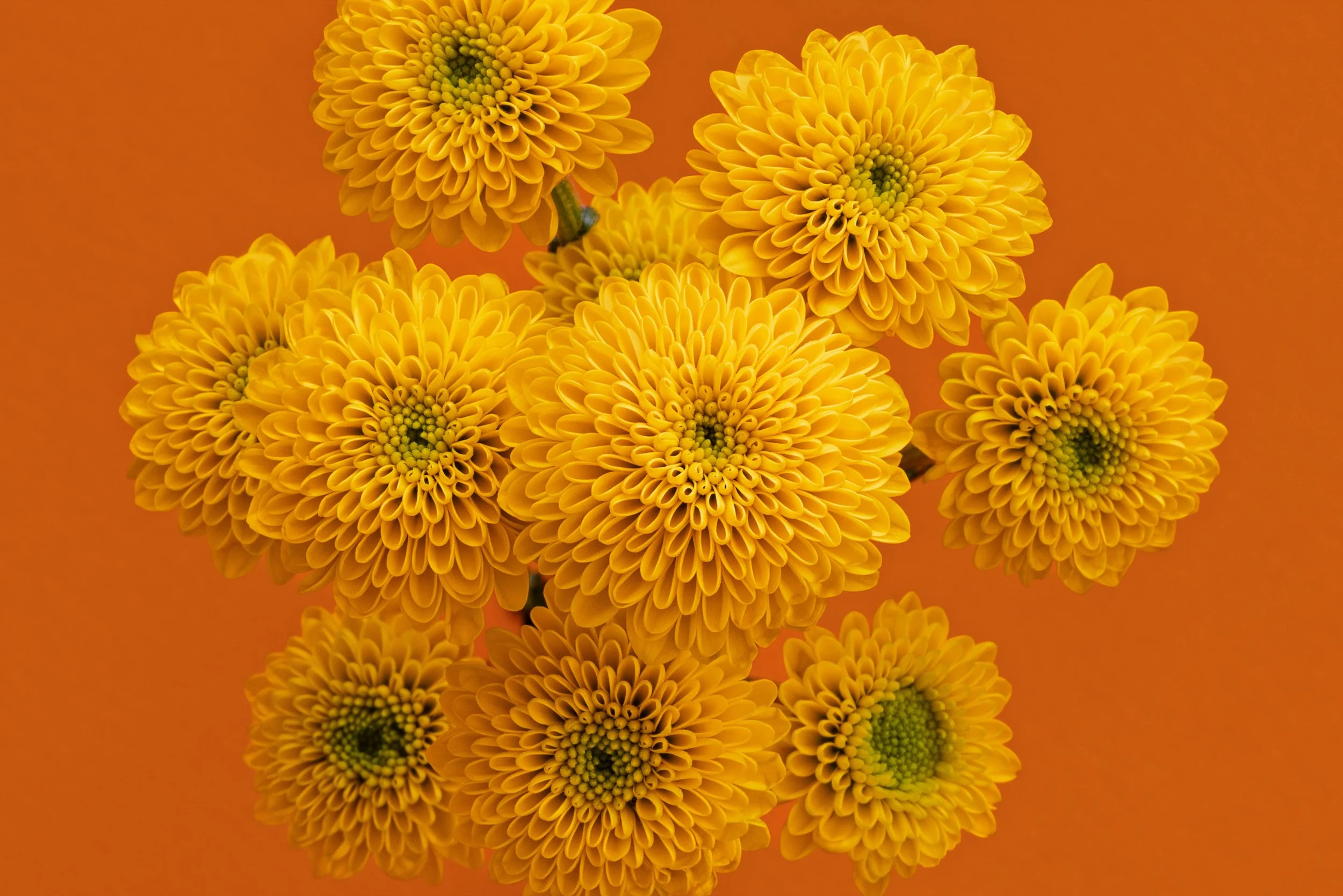 Close-up of multiple yellow chrysanthemums on an orange background.