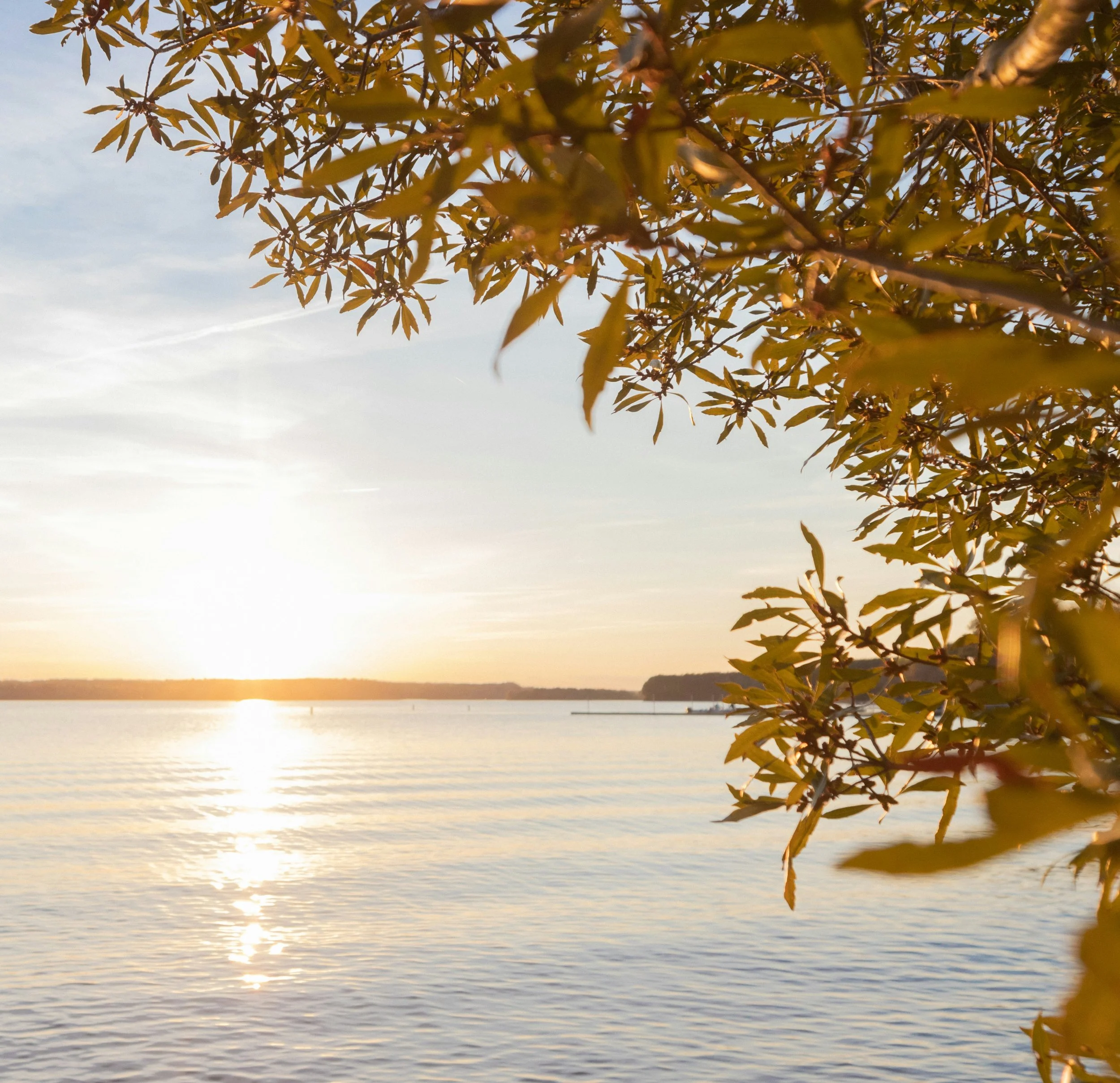 A view of a calm body of water during sunset or sunrise with a tree branch and leaves in the foreground, and a distant shoreline or landmass in the background.