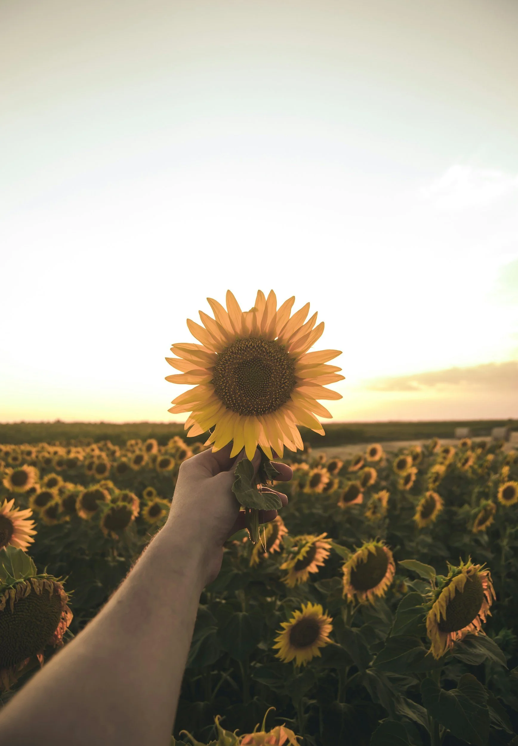 Life Transition Therapy