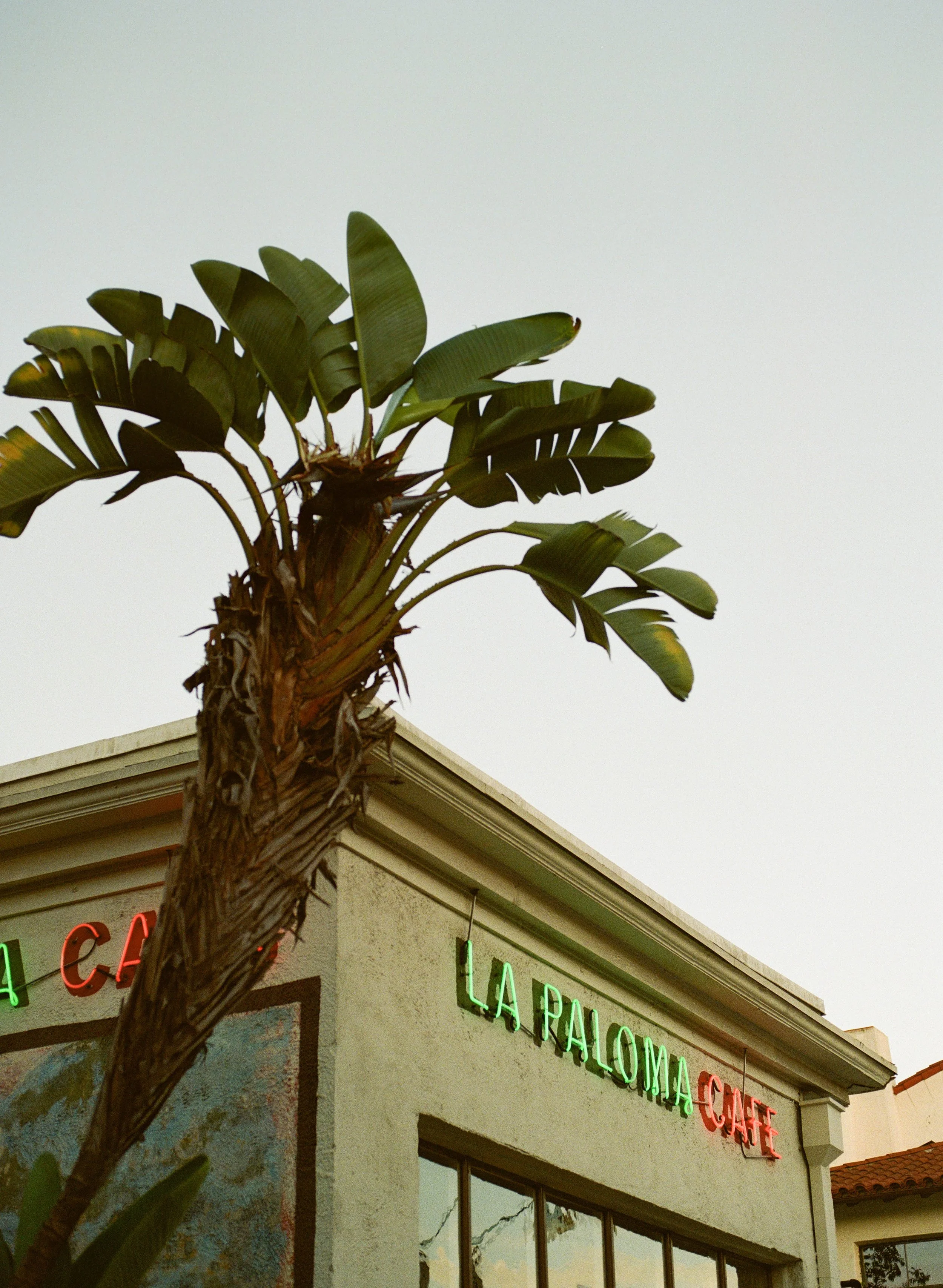 A palm tree with broad green leaves in front of a building with a neon sign reading 'La Paloma Cafe' and 'Café' in red lights.