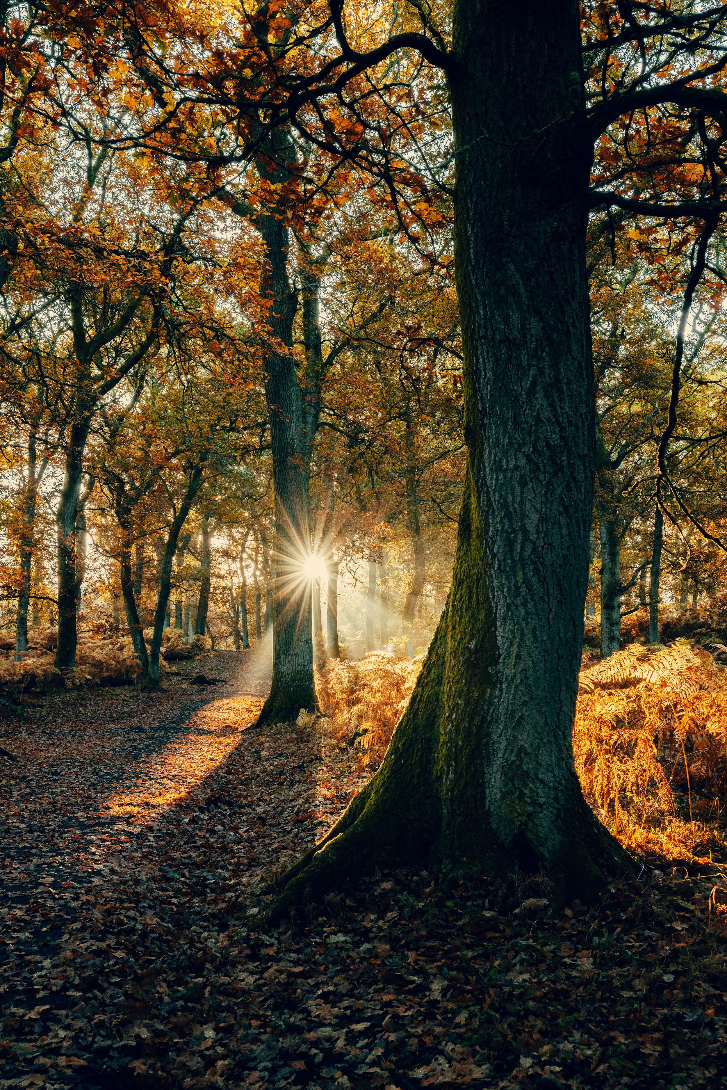 Sunlight filters through a dense autumn forest with tall trees and fallen leaves covering the ground.
