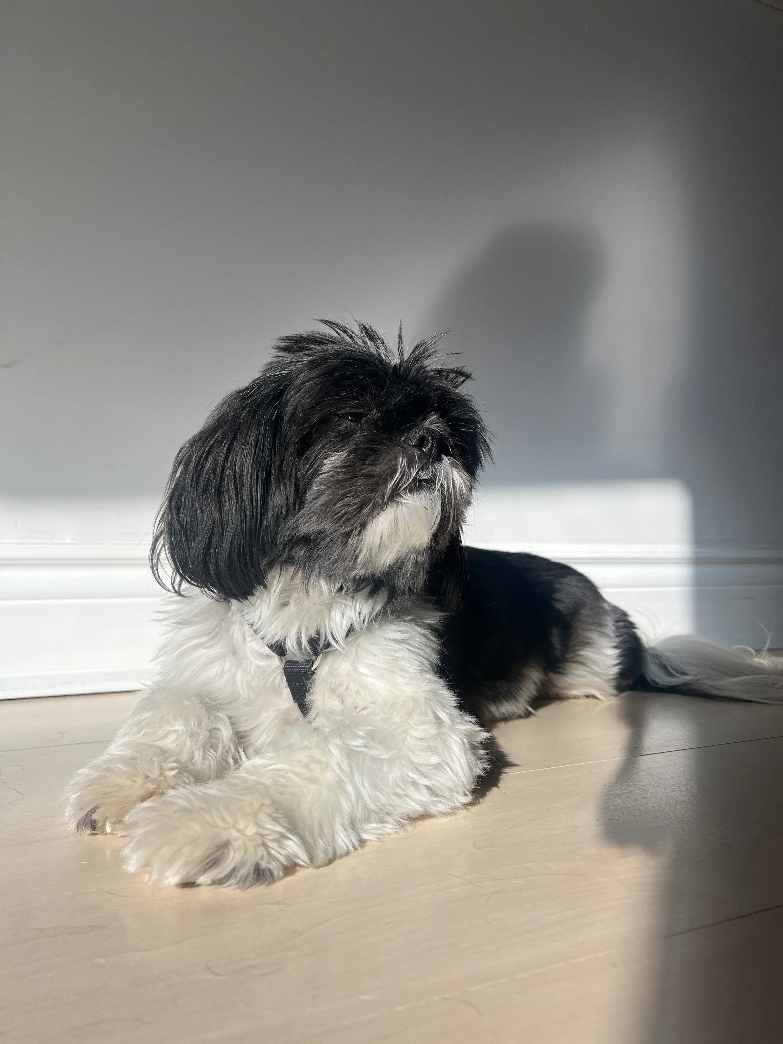 A black and white long-haired dog sitting on a light-colored wooden floor, with sunlight casting shadows on the wall behind.