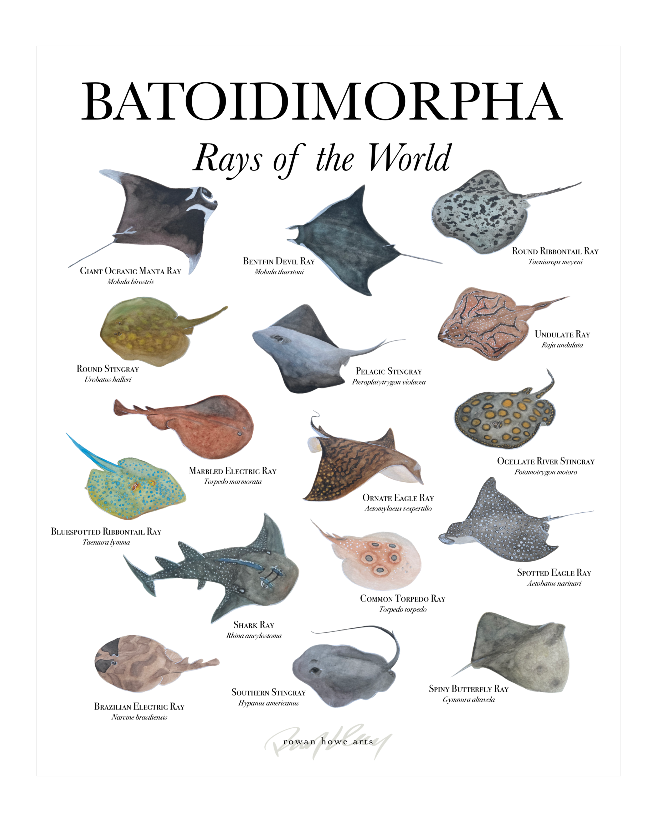 batoidimorpha8x10.png