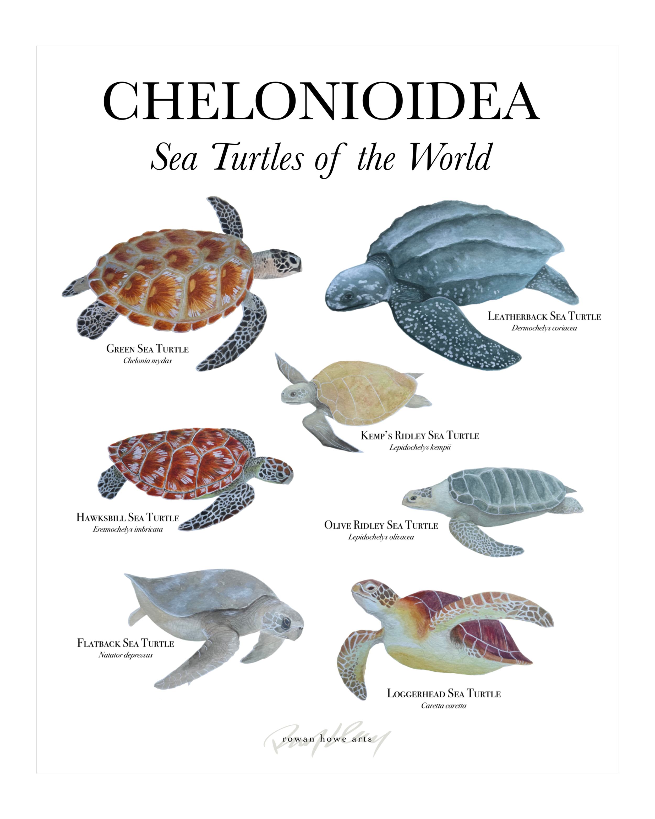 chelonioidea8x10.png