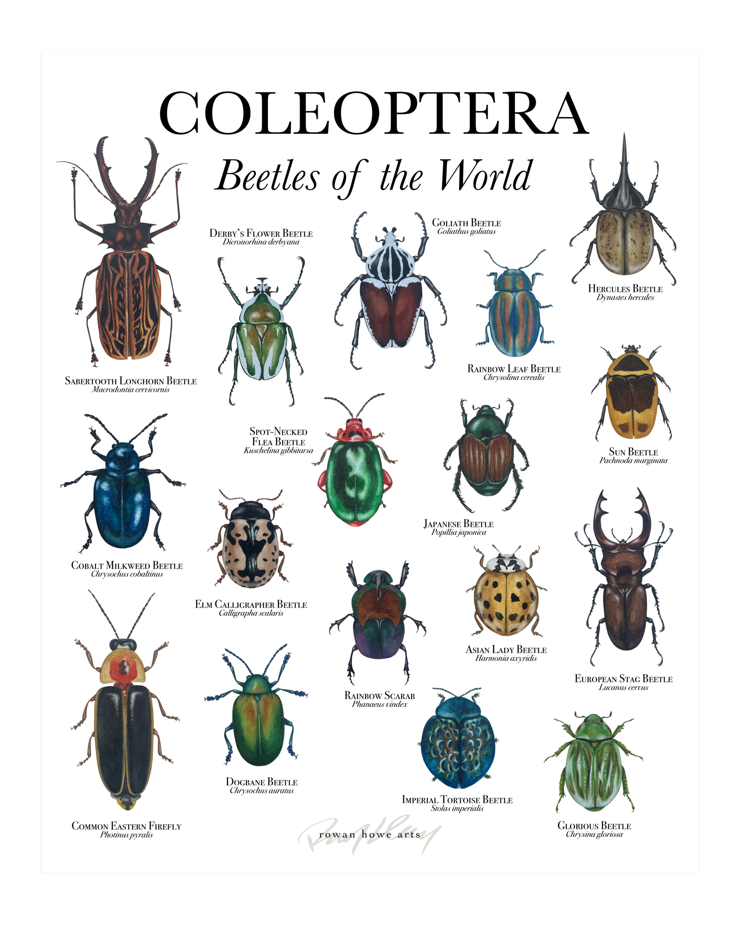 coleoptera8x10.png