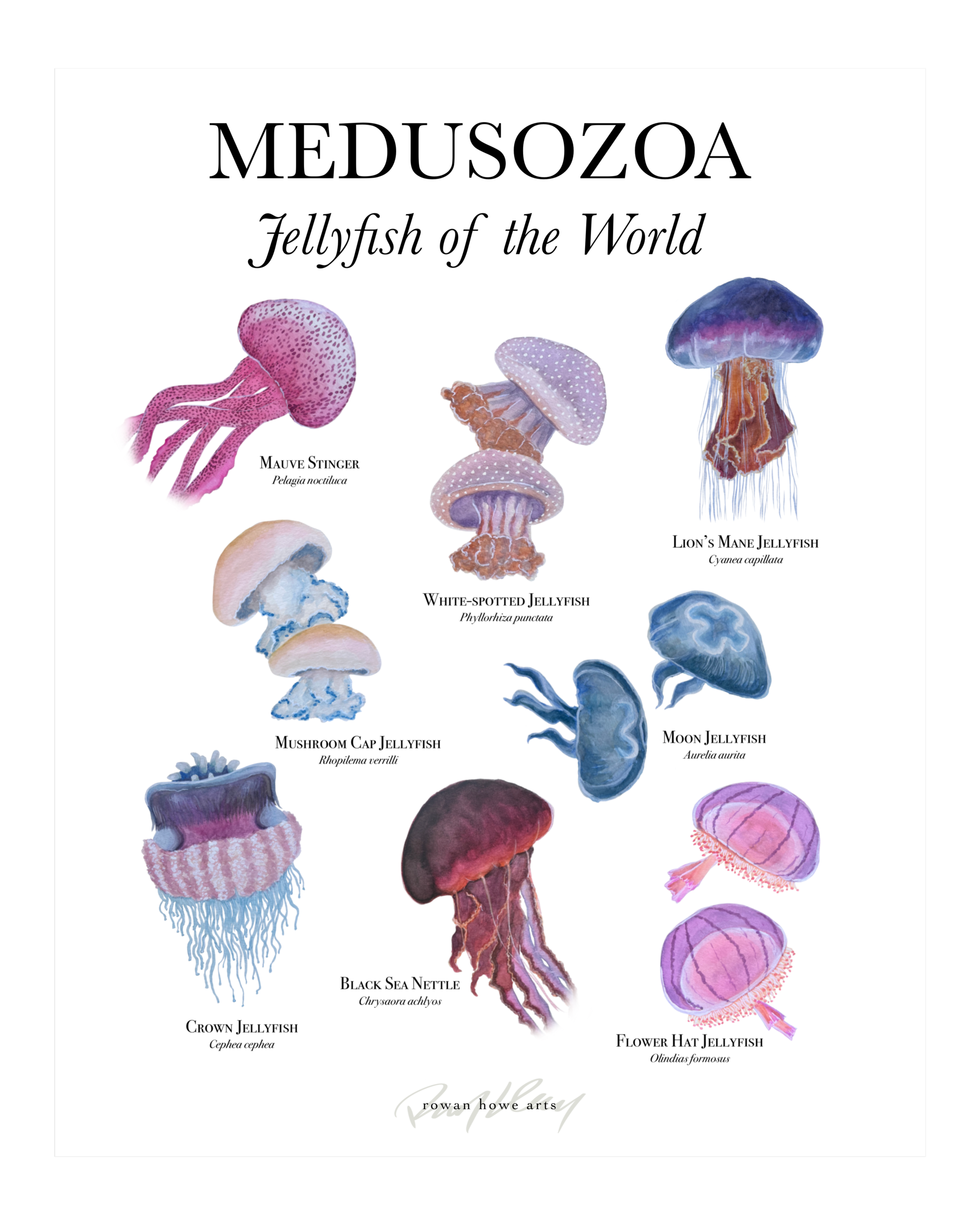 medusozoa8x10.png