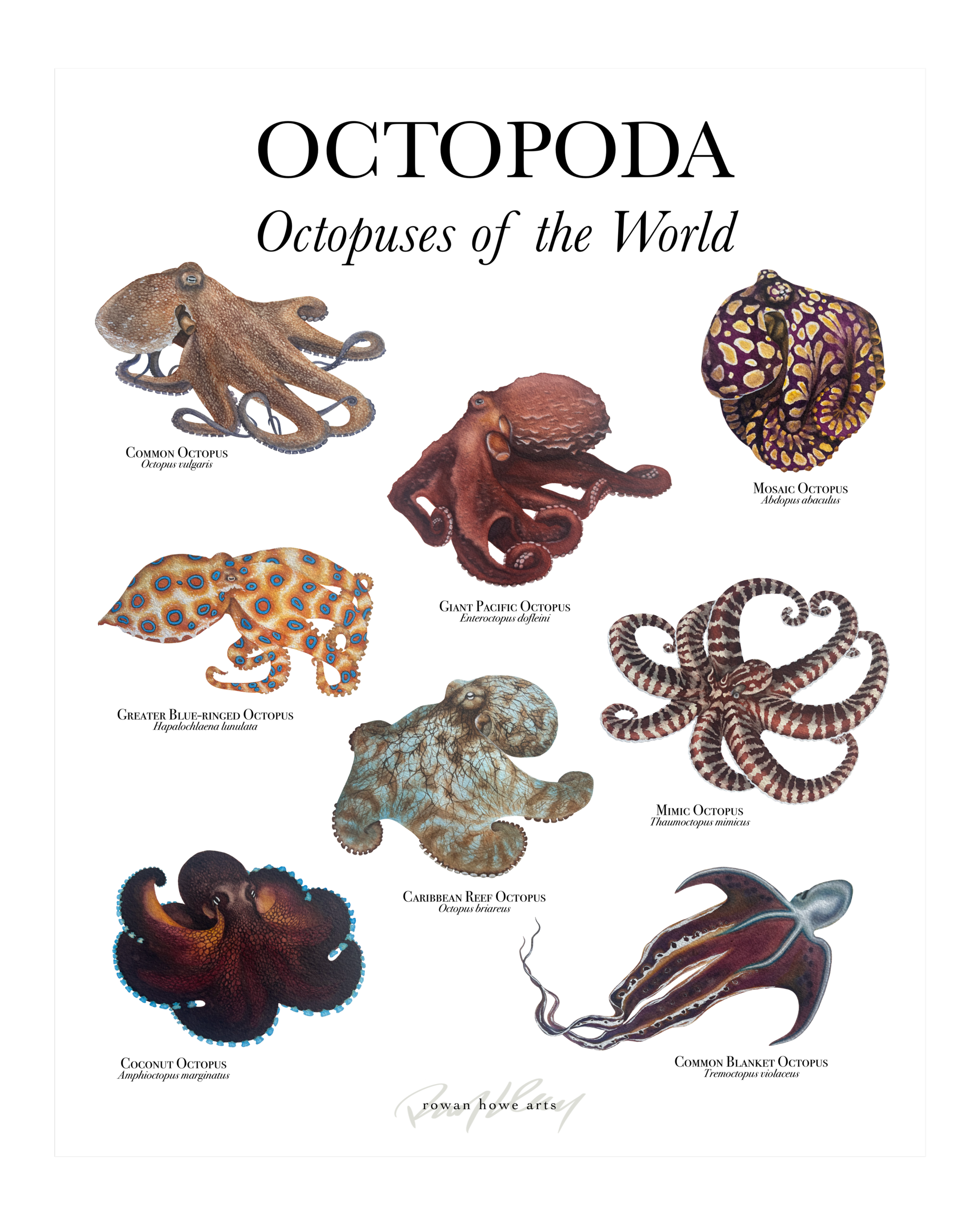 octopoda8x10.png