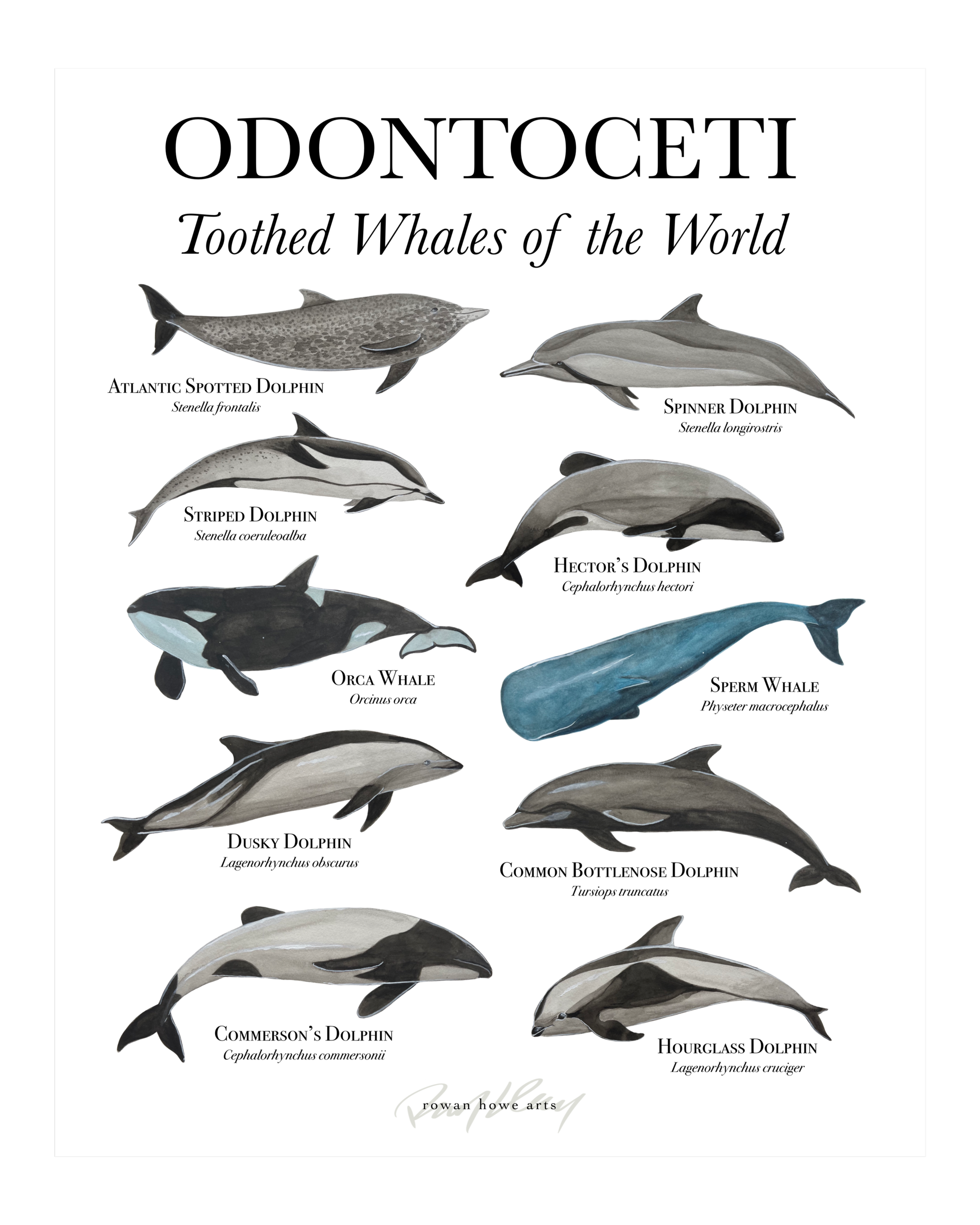 odontoceti8x10.png