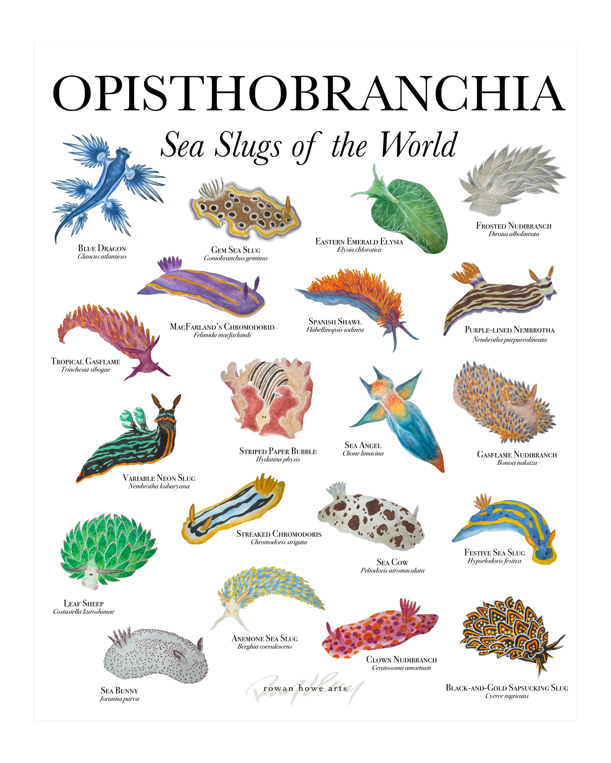 opisthobranchia8x10.png