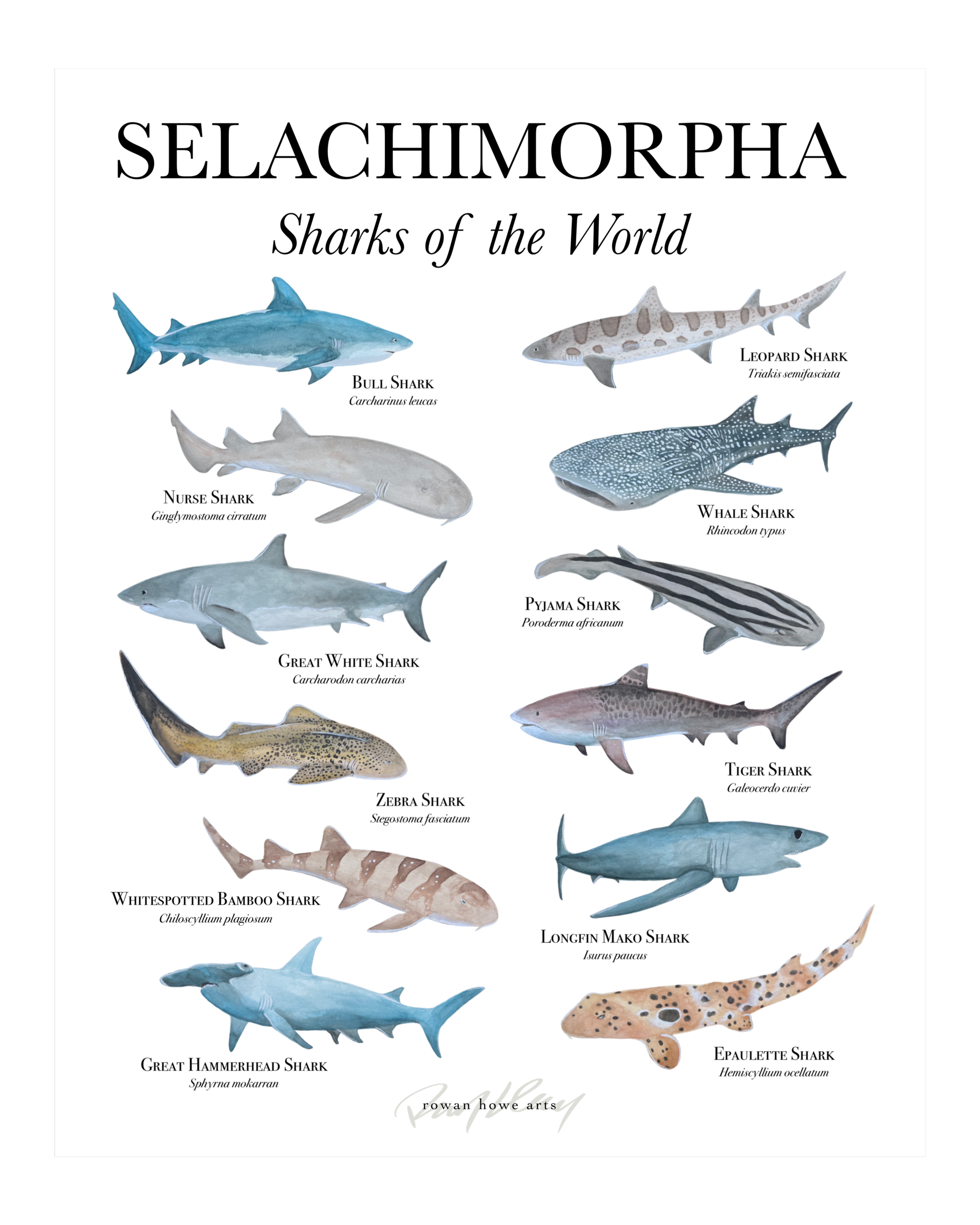 selachimorpha8x10.png