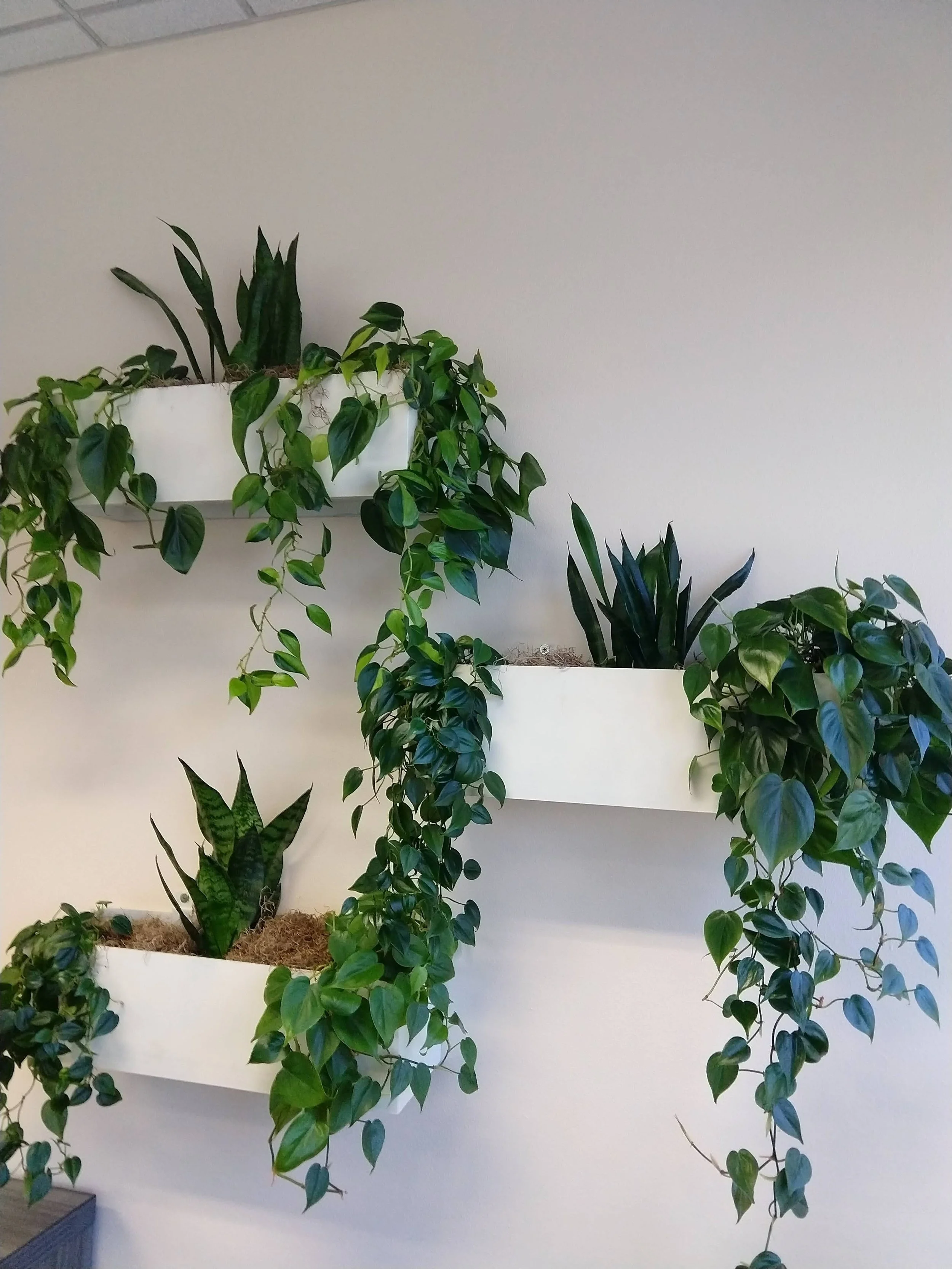 Indoor wall with three white rectangular planters holding various green houseplants.