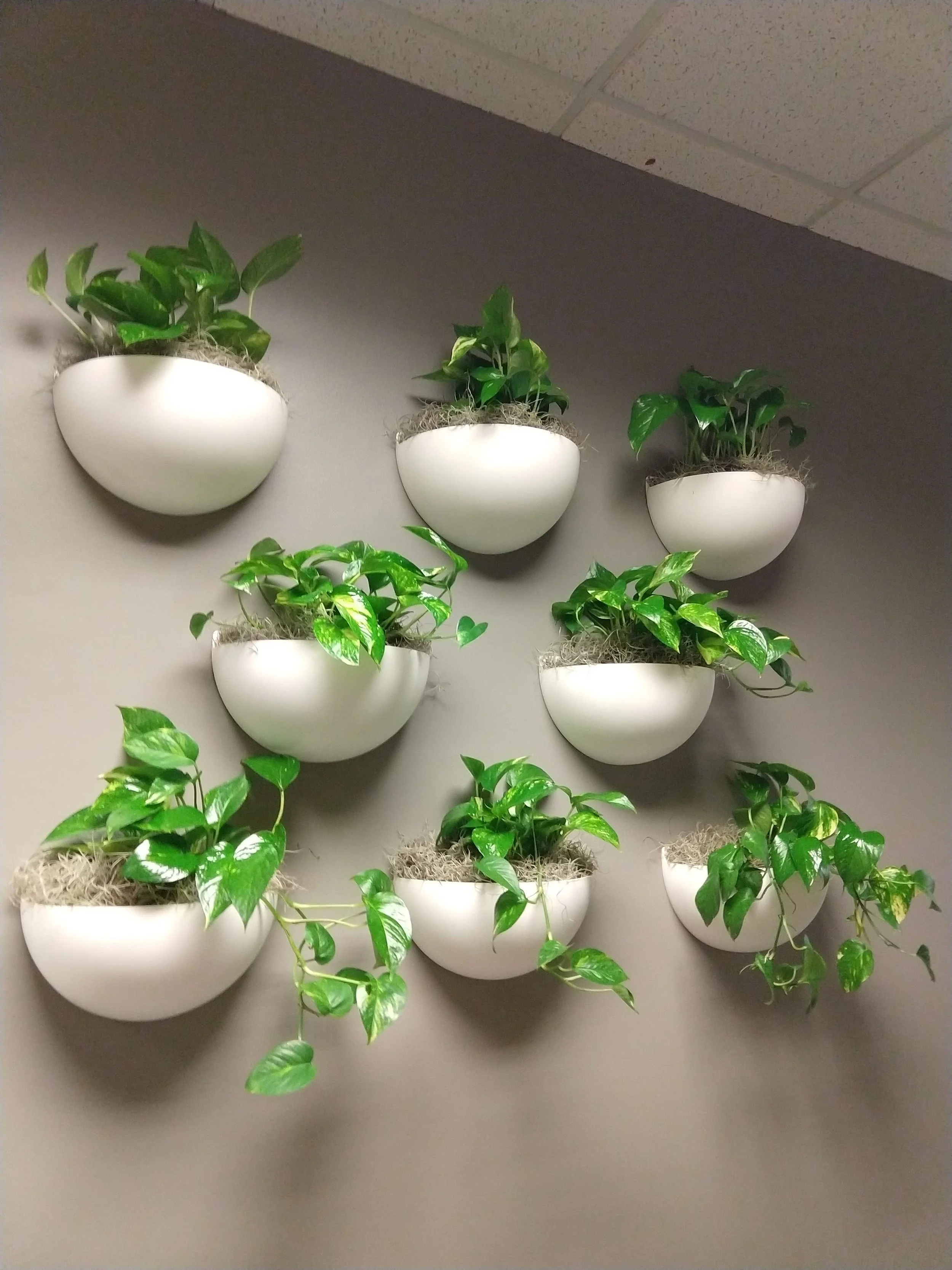 Wall display of white, round planters with green leafy plants arranged in a grid pattern.