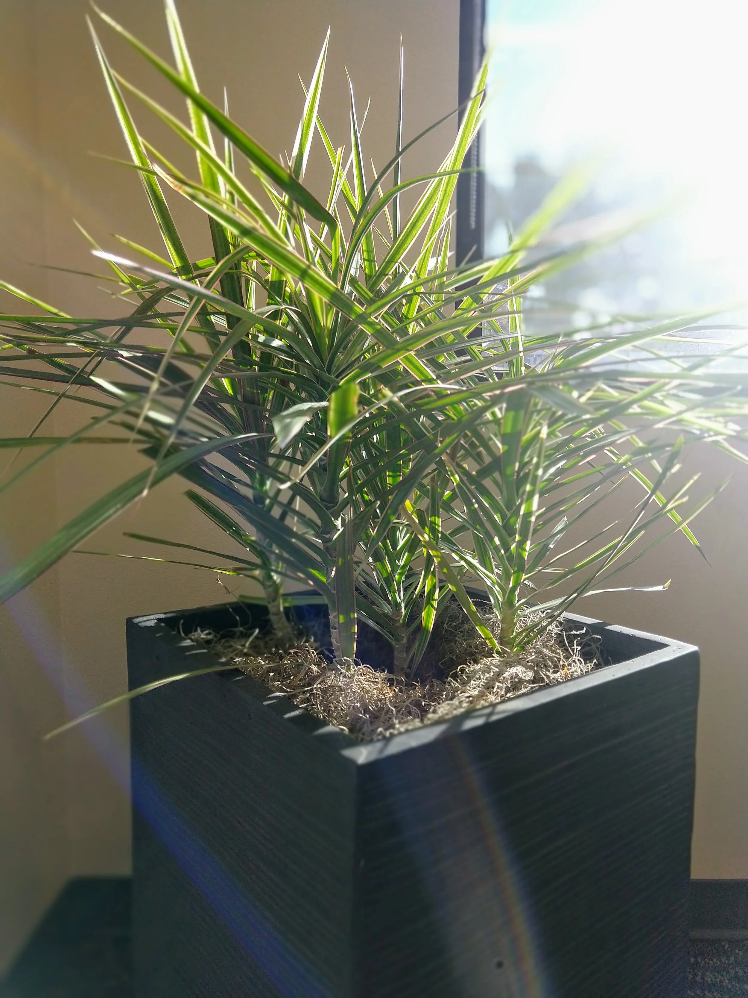 A green potted plant with long, narrow leaves in a black rectangular pot placed on a surface by a window, with sunlight shining on the plant.