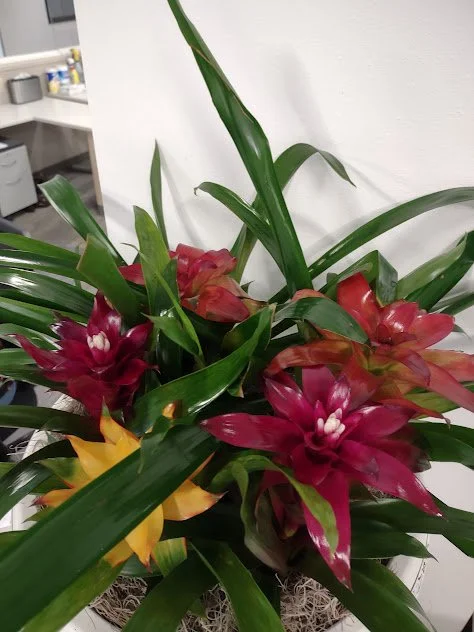 Botanical Arrangements (51).jpg