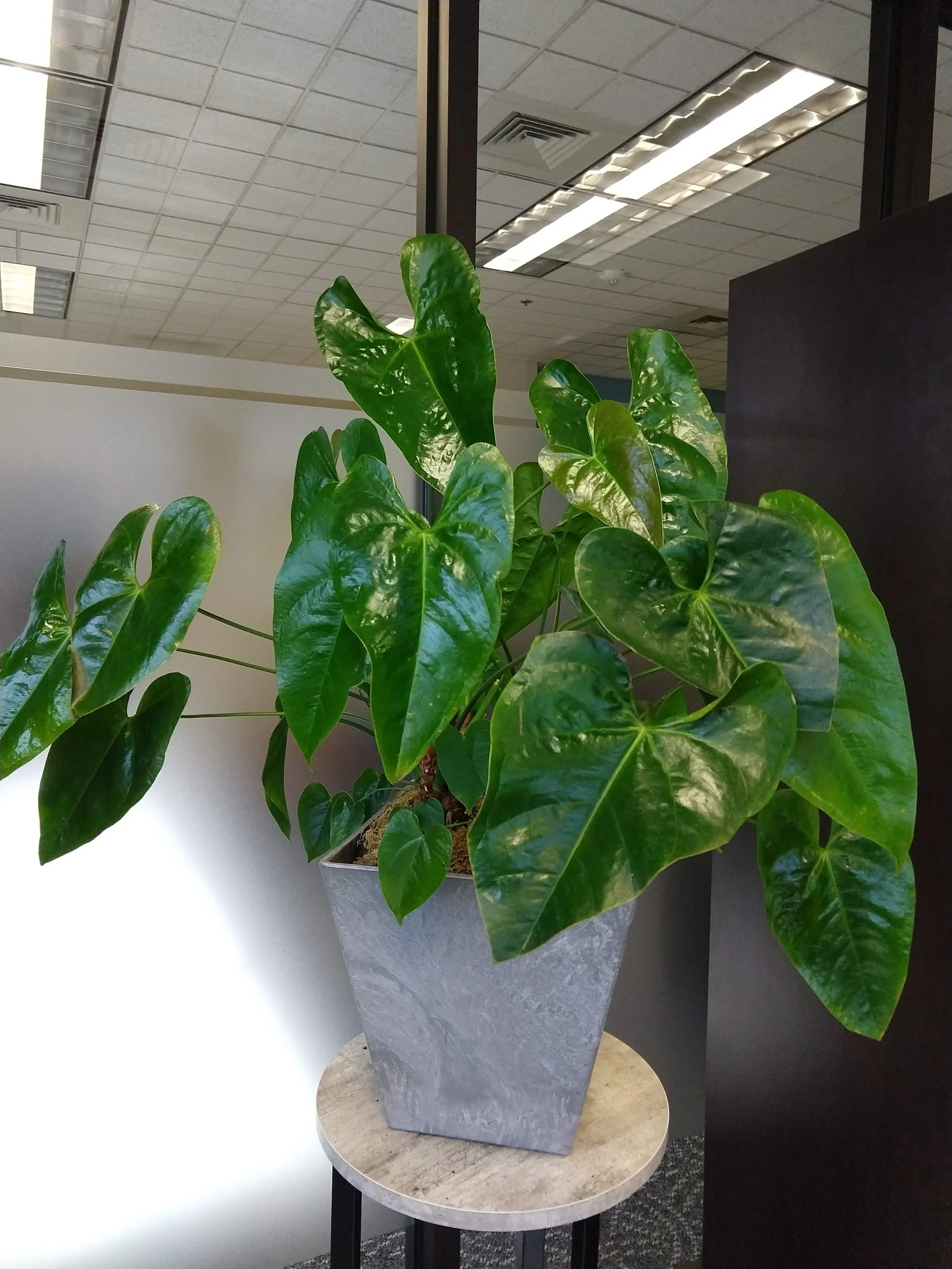 Indoor potted plant with large green leaves placed on a round table.