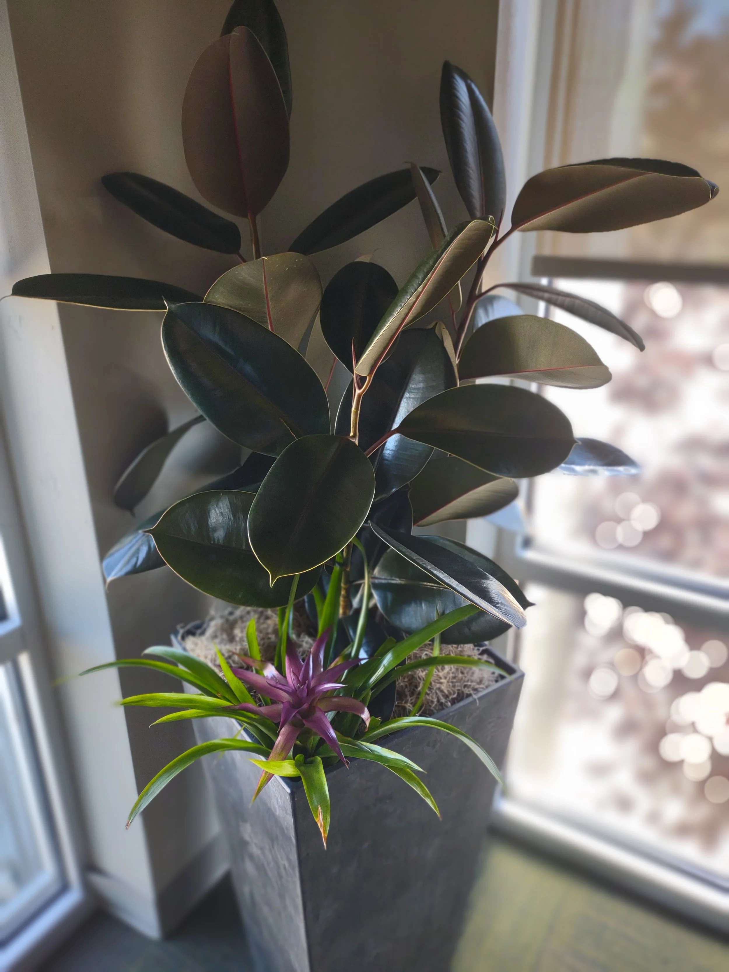 Potted houseplant with dark green and purple leaves near a window.