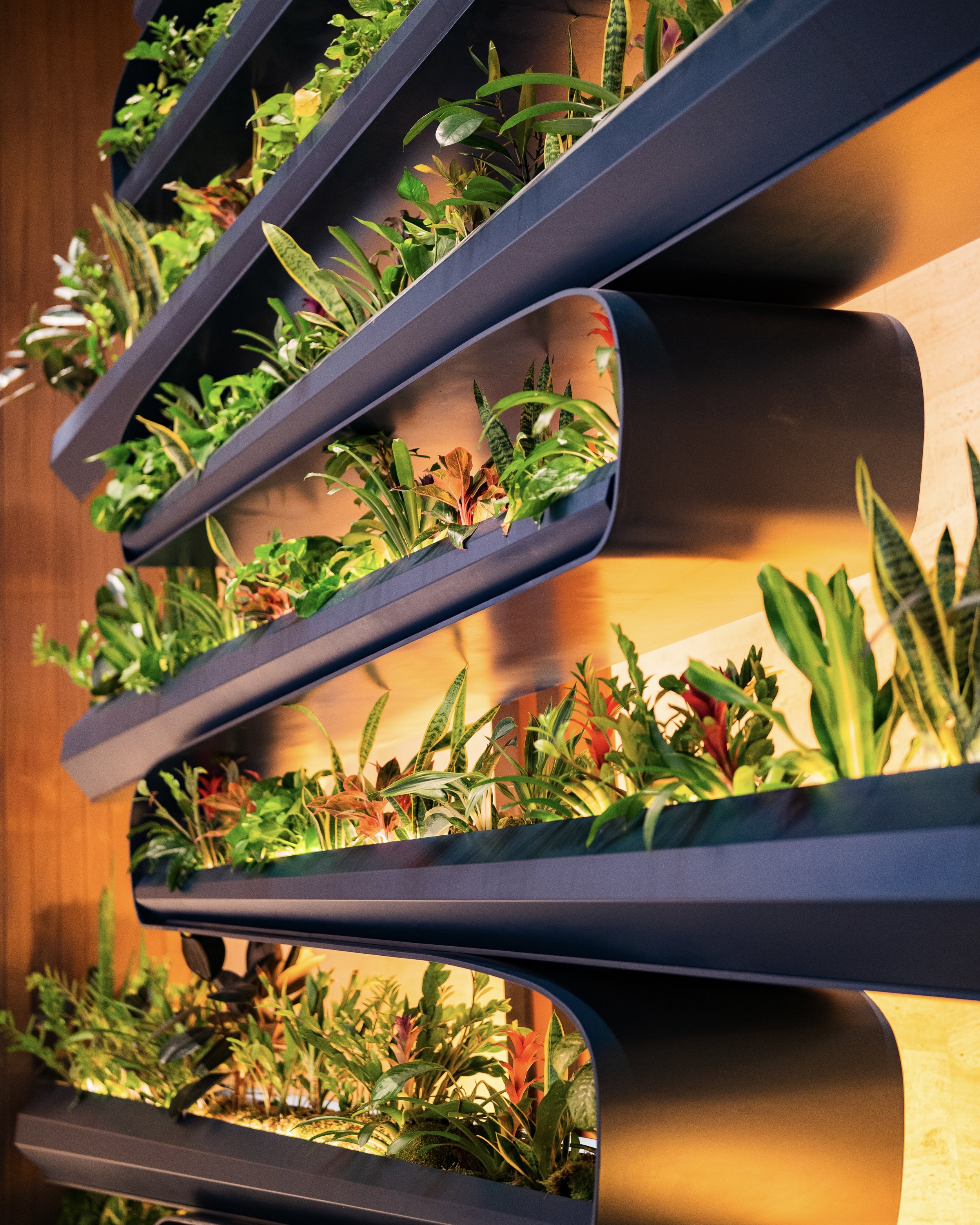 Close-up of black wall-mounted shelves with various green and colorful potted plants illuminated by warm lighting.