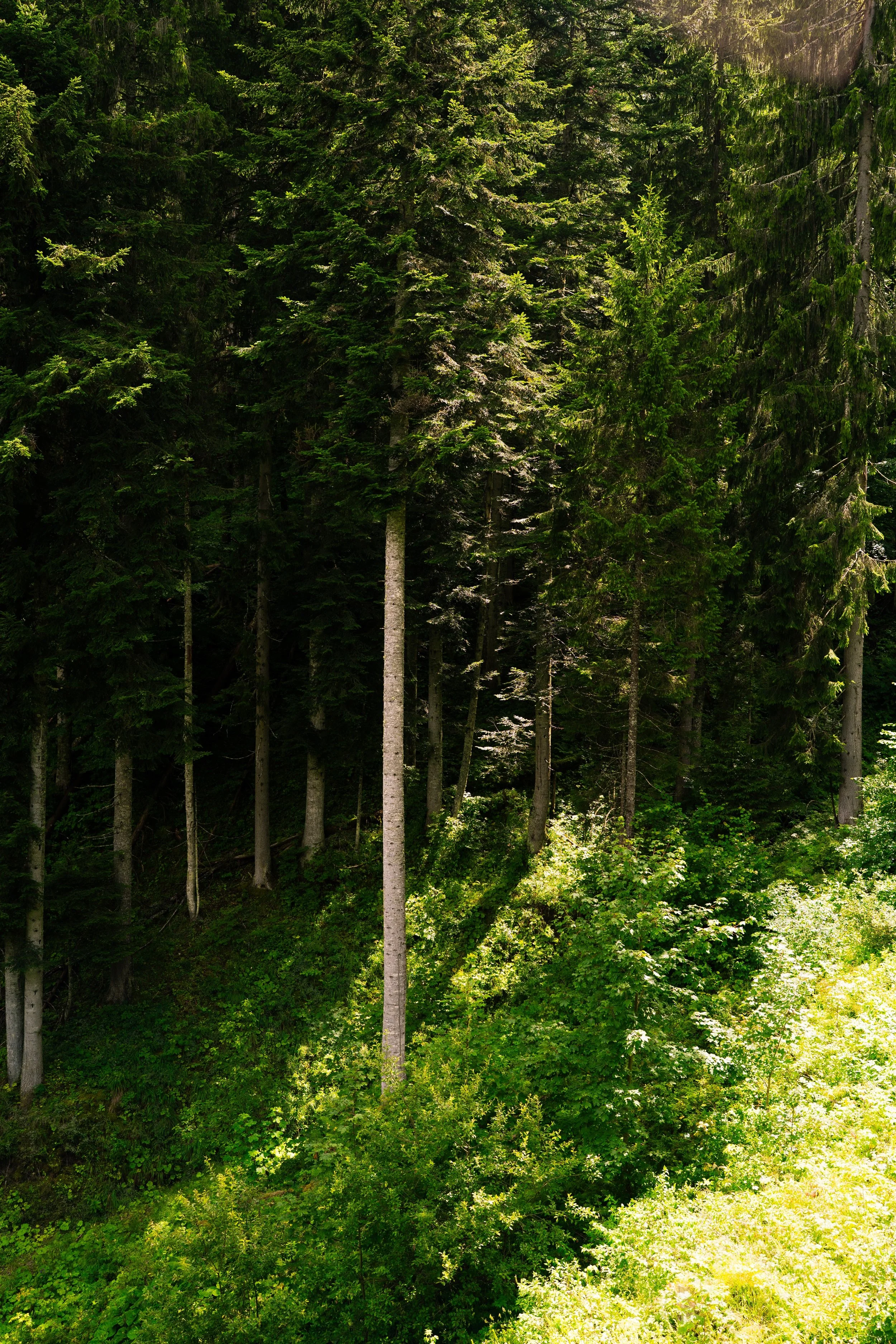 Dense forest with tall evergreen trees and lush green foliage.