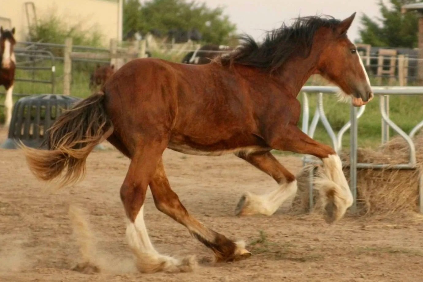 A brown horse with a white mane running in a fenced outdoor area.