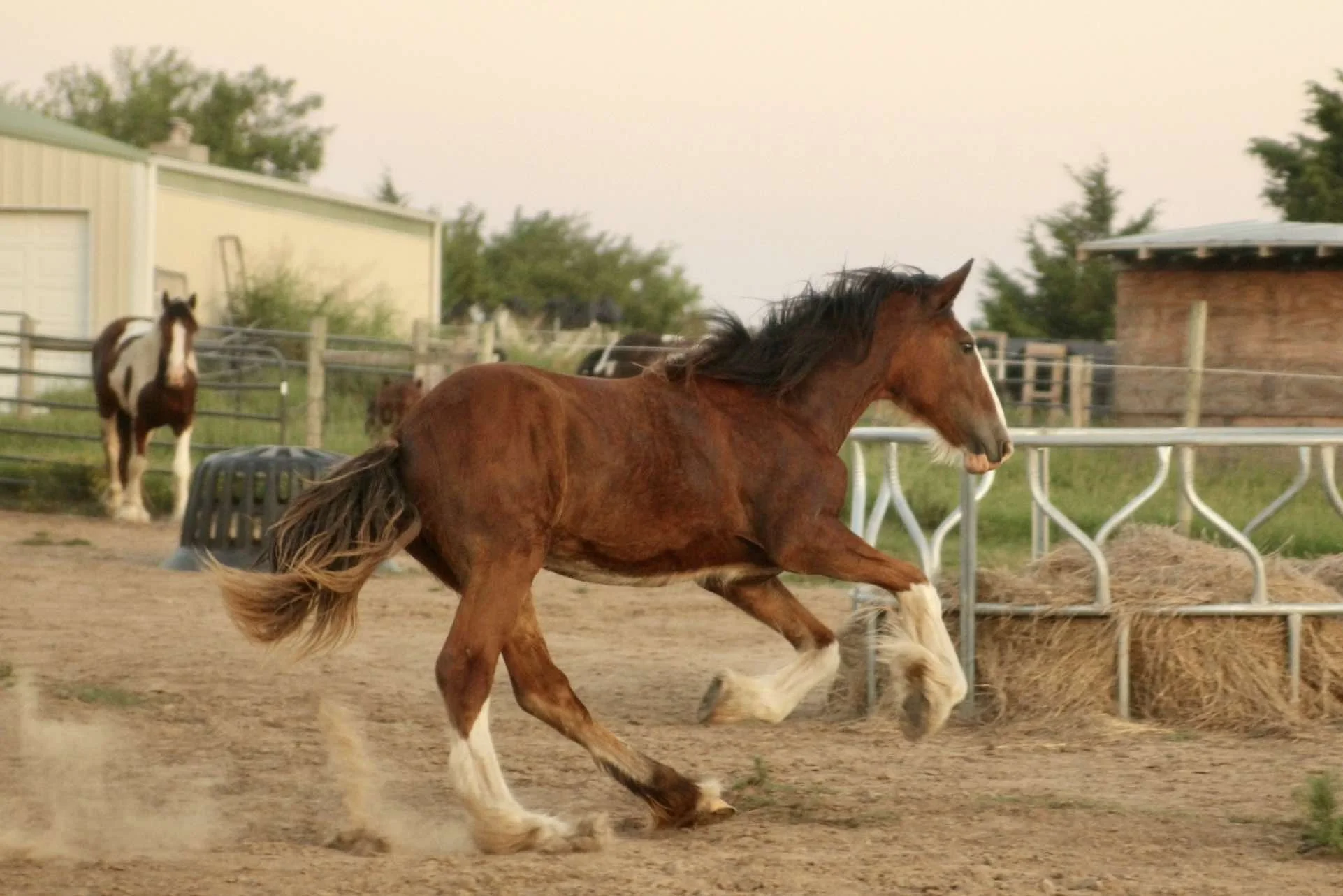 A brown horse with a black mane running in a fenced outdoor area at a farm or ranch, with other horses and a barn in the background.