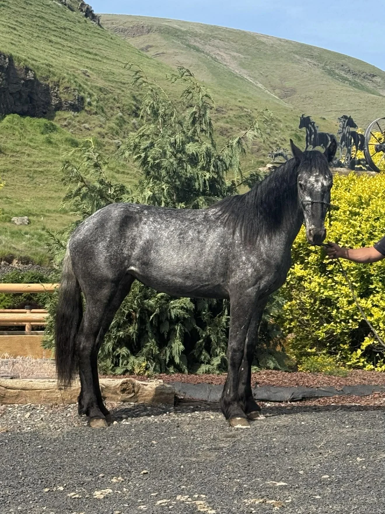 A gray horse with dark mane standing outdoors on a mixture of gravel and dirt, in front of lush green trees and yellow flowers, with rolling green hills and a clear blue sky in the background.