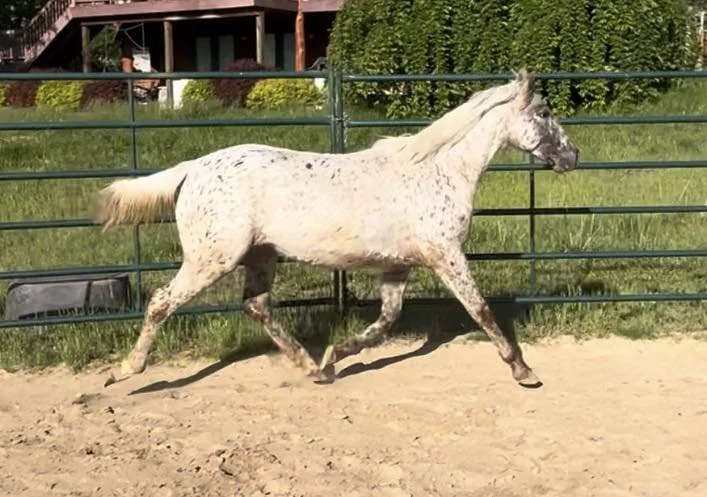 A white horse with gray spots trotting in a fenced area with a sandy ground, green grass, and a building in the background.
