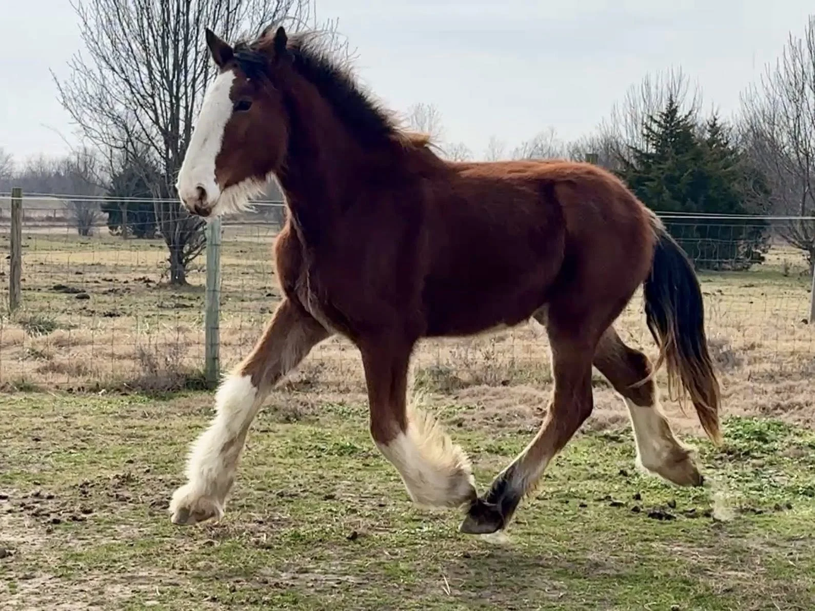 A brown and white horse with a white face and black mane walking outdoors on a grassy field with a wooden fence and trees in the background.