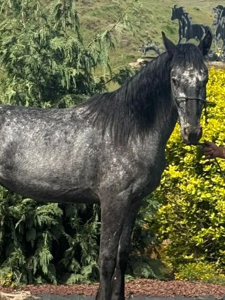 A dapple gray horse with a long dark mane standing outdoors near green bushes and trees, with a person holding its reins on the right side.