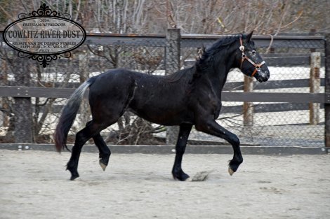 Black horse trotting on a sandy surface at an outdoor stable with a fence in the background.