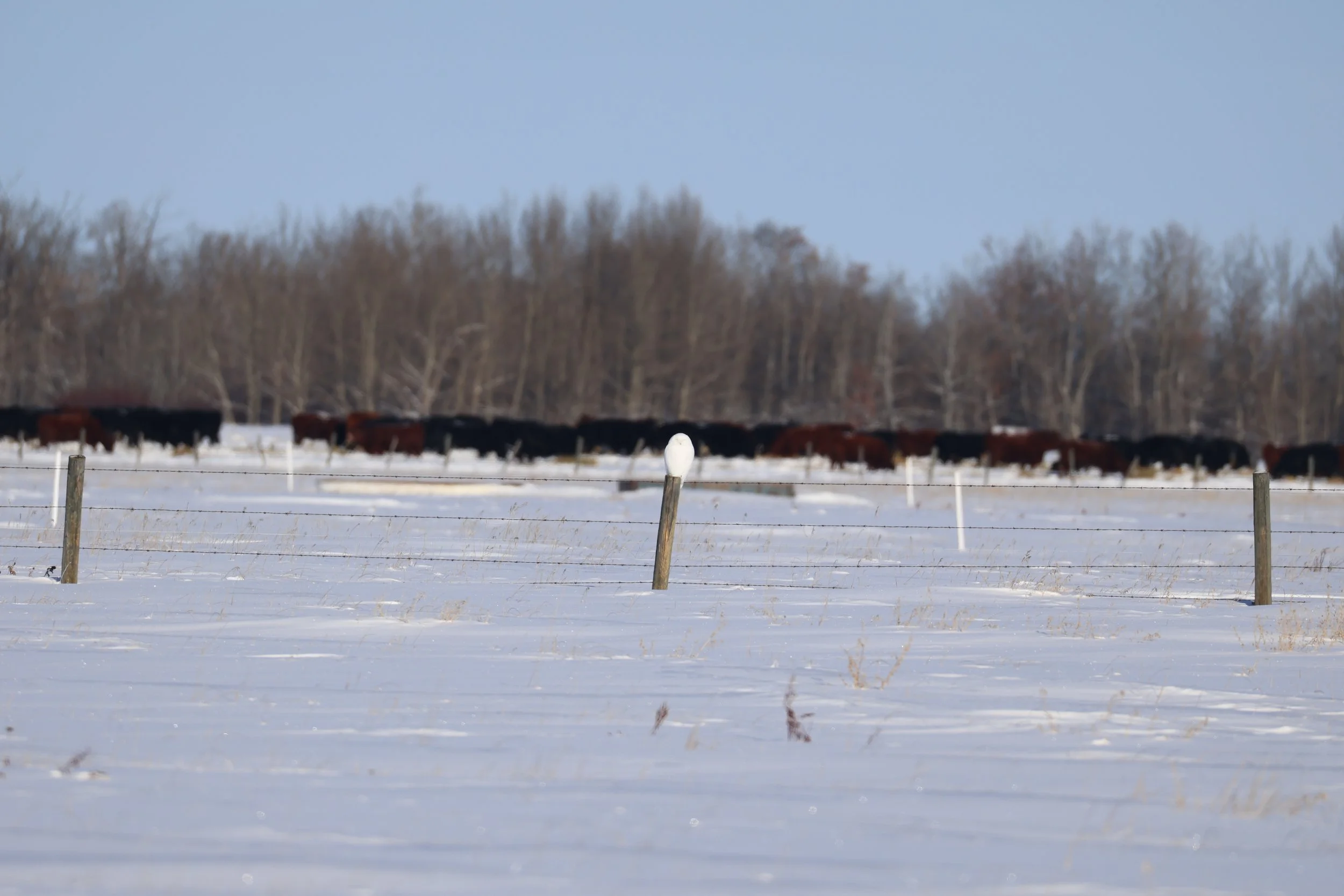 Birds of Alberta