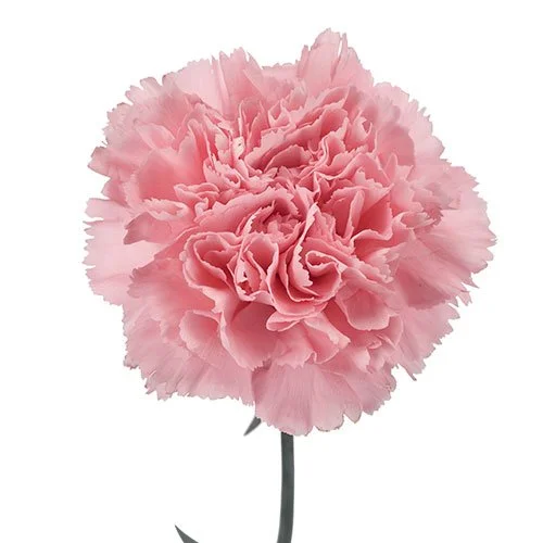 carnation-corvette-light-pink.jpg
