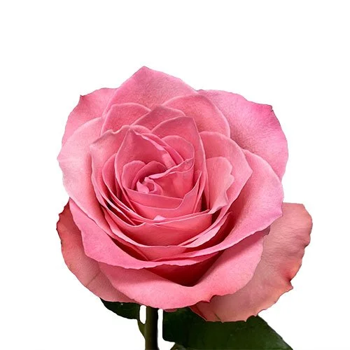 rose-millenial-pink-pink.jpg