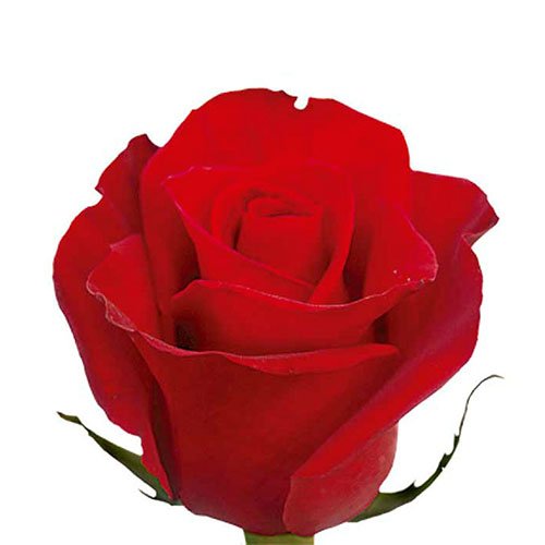 rose-freedom-red.jpg