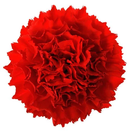 carnation-red.jpg