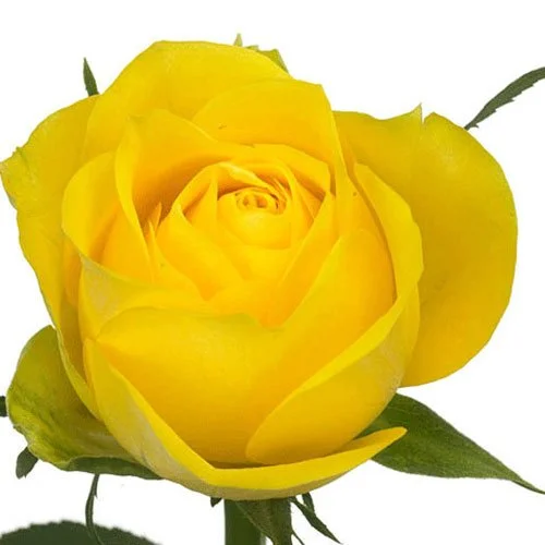 rose-yellow.jpg
