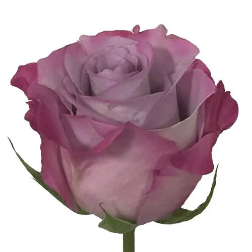 rose-purple-haze-light-lavender.jpg