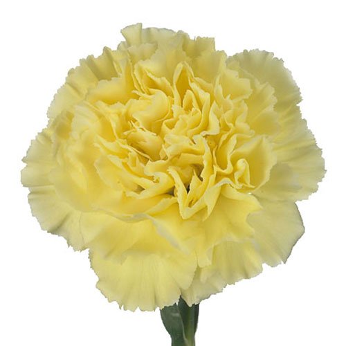 carnation-diletta-yellow.jpg