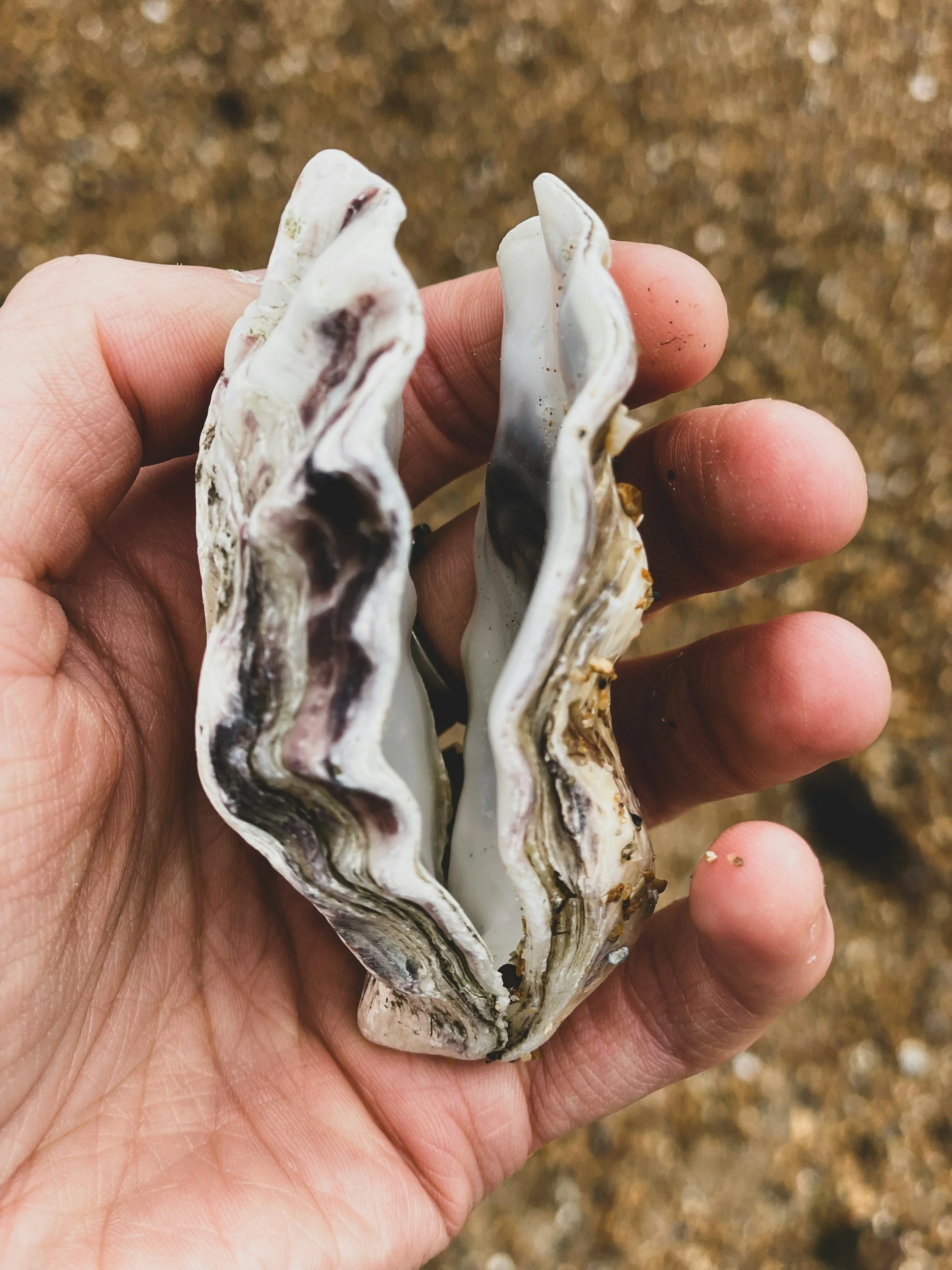 Holding a Clam Shell