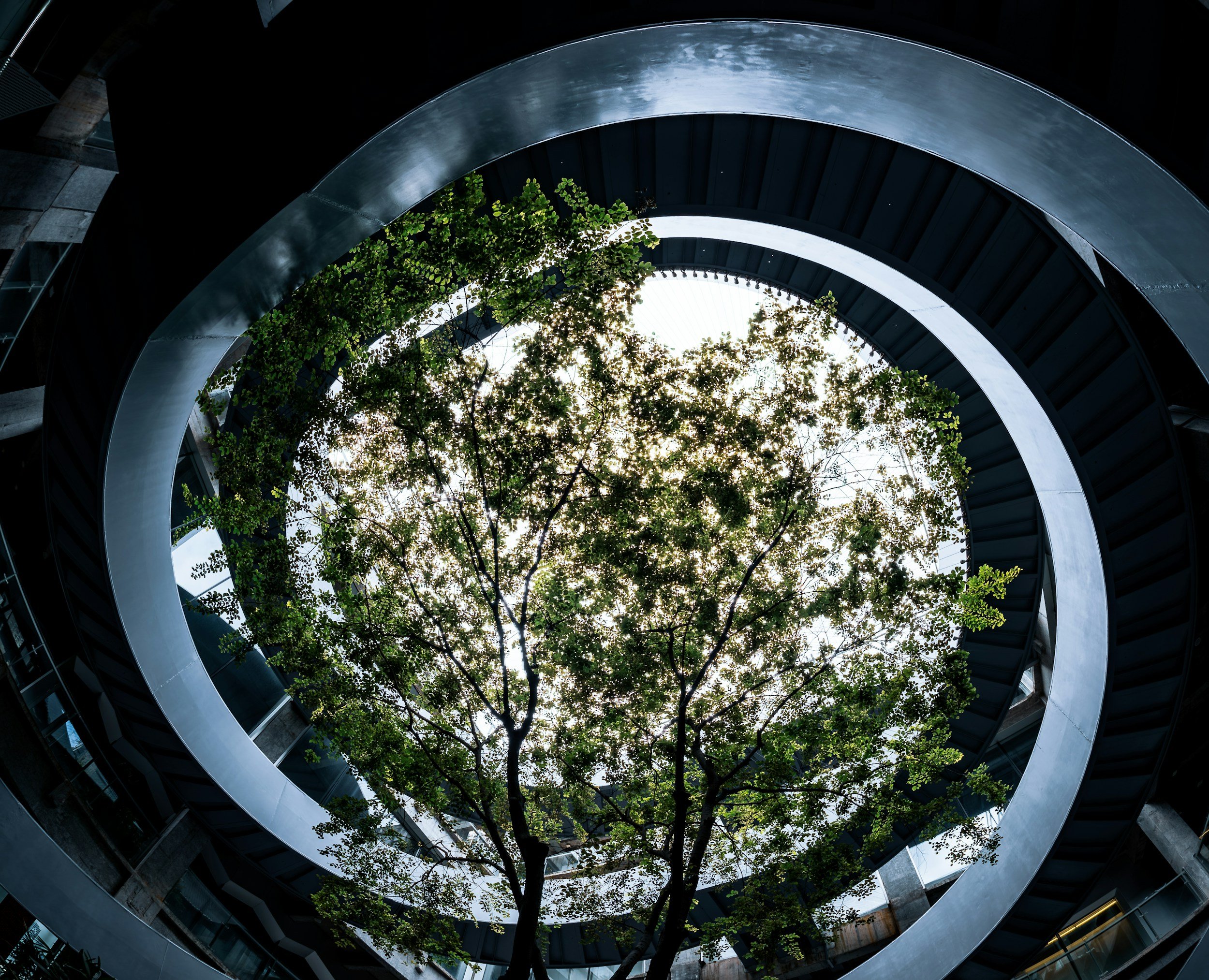 A view looking up through a modern circular building with open floors, a large tree growing in the center, and glass windows reflecting the sky.